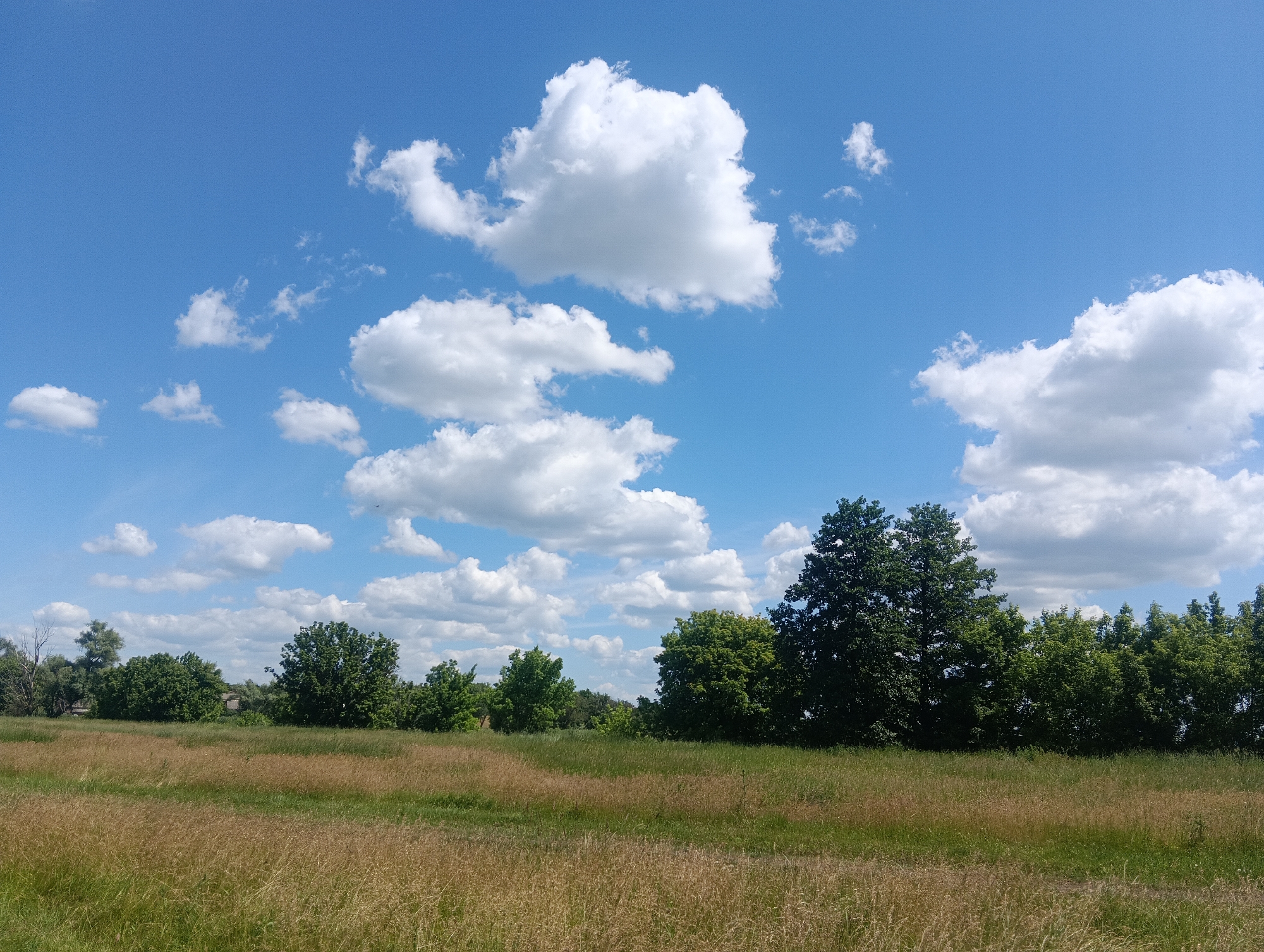 This is a wide, horizontal, eye-level shot of a rural landscape under a bright blue sky with scattered white clouds. The foreground is a field of dry, golden-brown grass, with some green patches interspersed. In the middle ground, a line of various trees creates a natural barrier. The trees range in size from smaller, leafy bushes to large, mature deciduous trees with dark green foliage. Behind the trees, a few distant, simple structures, possibly houses, are faintly visible. The sky occupies the top half of the image and is a vibrant blue, dotted with fluffy, white cumulus clouds of varying sizes and shapes. One large cloud formation dominates the upper center of the frame. The overall impression is one of a peaceful, sunlit day in the countryside.
