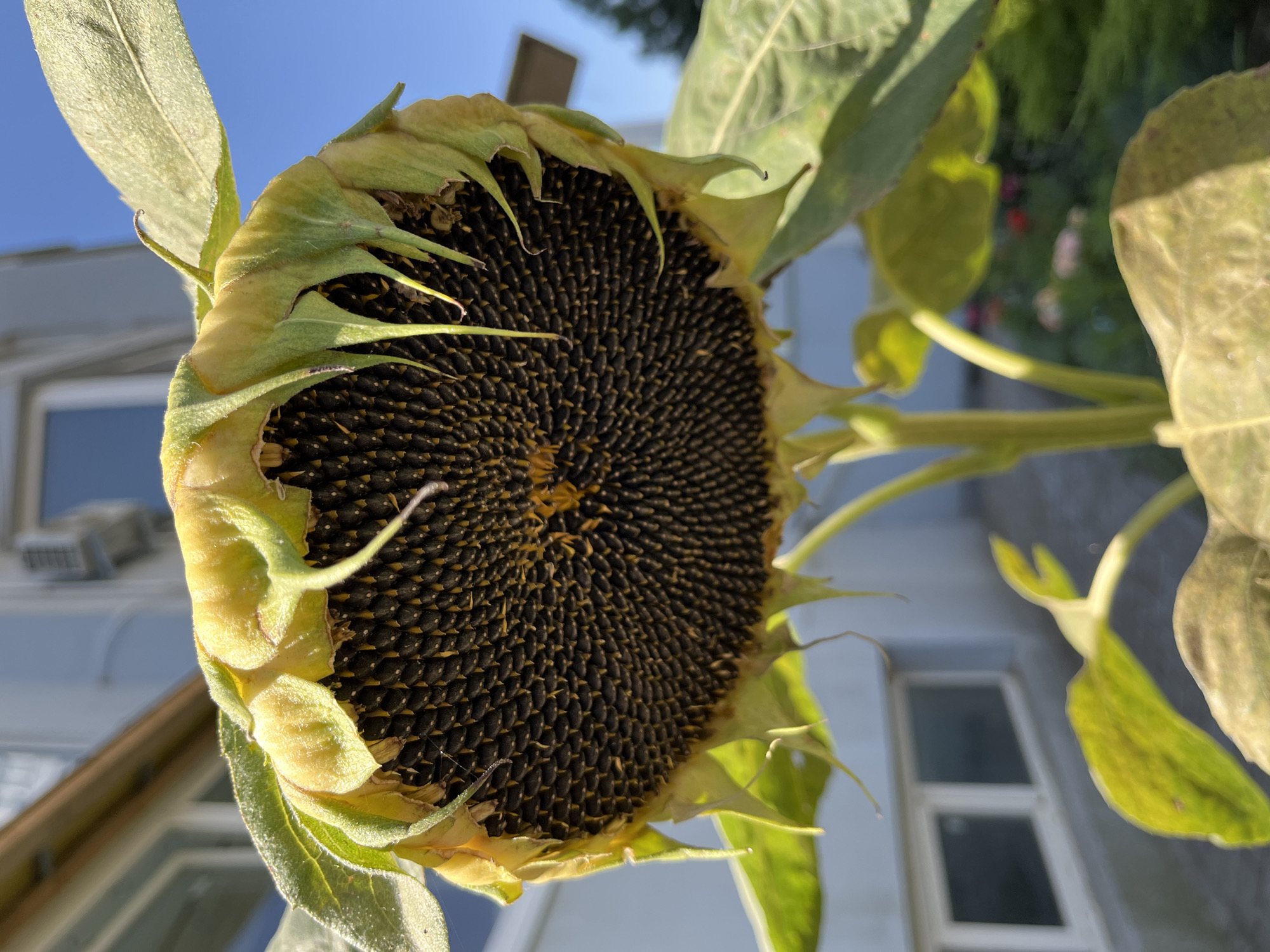The image shows a close-up of a sunflower head with mature black seeds, its petals drooping. The sunflower is in a garden setting, with a building in the background. The building is light blue with white-trimmed windows. There is a visible air conditioning unit on the exterior of the building. The sky is clear and blue. The overall impression is of a late summer or early autumn scene in an urban or suburban environment. The image appears to have been taken in Chornomorsk, Ukraine, based on the provided location information.