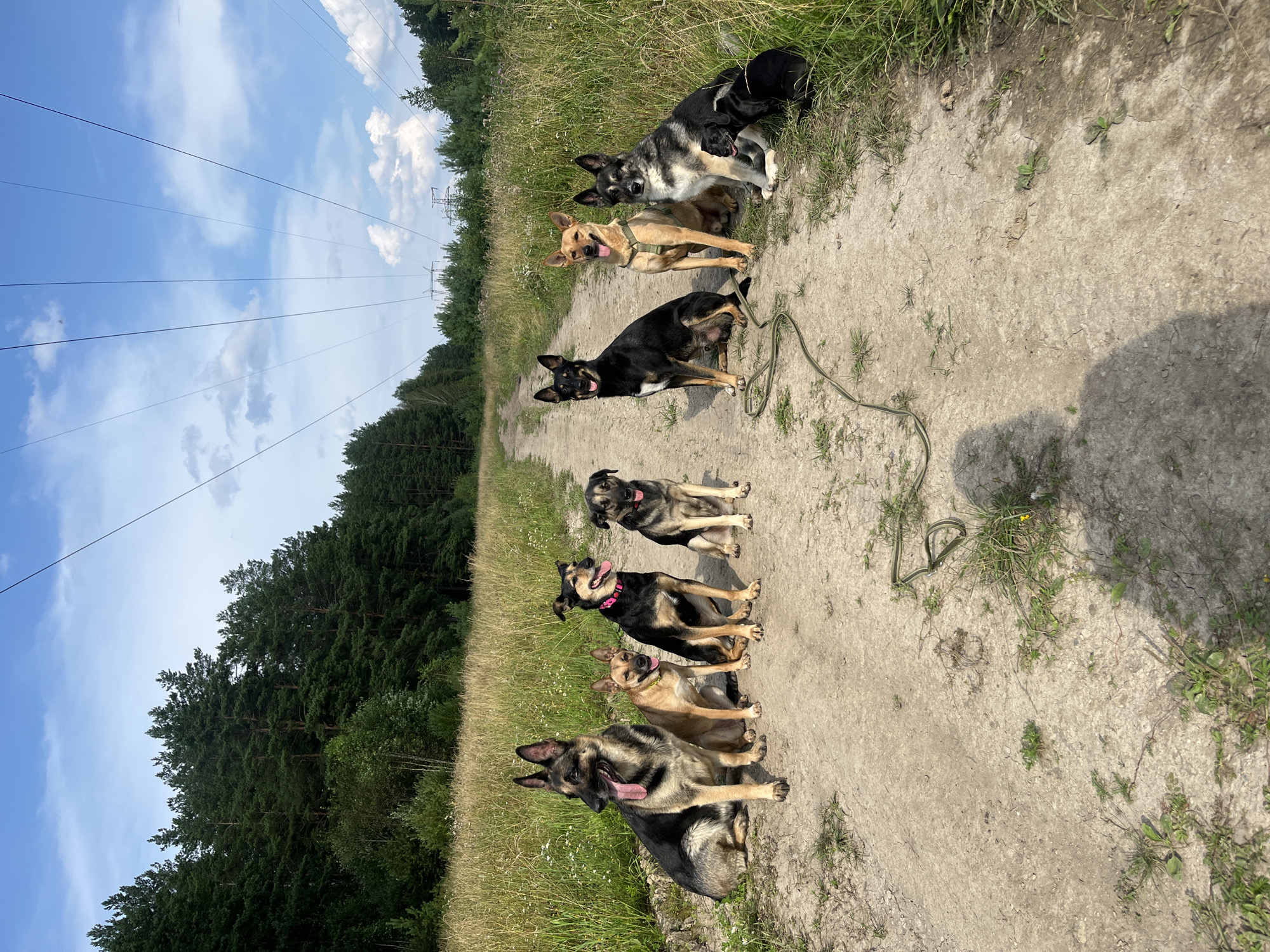 A group of eight dogs are sitting on a dirt path in a rural area, possibly on the outskirts of Nizhny Tagil, Russia, given the context. The dogs are of various breeds and sizes, and they are arranged in a semi-circle facing the camera. The path is bordered by tall grass and trees on either side, and power lines are visible in the sky above. The sky is blue with scattered clouds. The dogs appear to be posing for a photograph, and their tongues are hanging out, suggesting it is a warm day. A dog leash is visible on the path in the foreground.