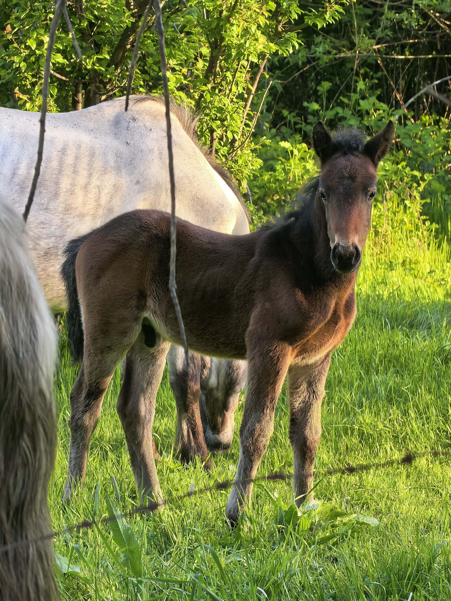 The image shows a brown foal standing in a grassy field. A gray horse is behind it. Green trees are in the background. The location may be near Sapareva Banya, Bulgaria. Barbed wire is visible in the foreground.