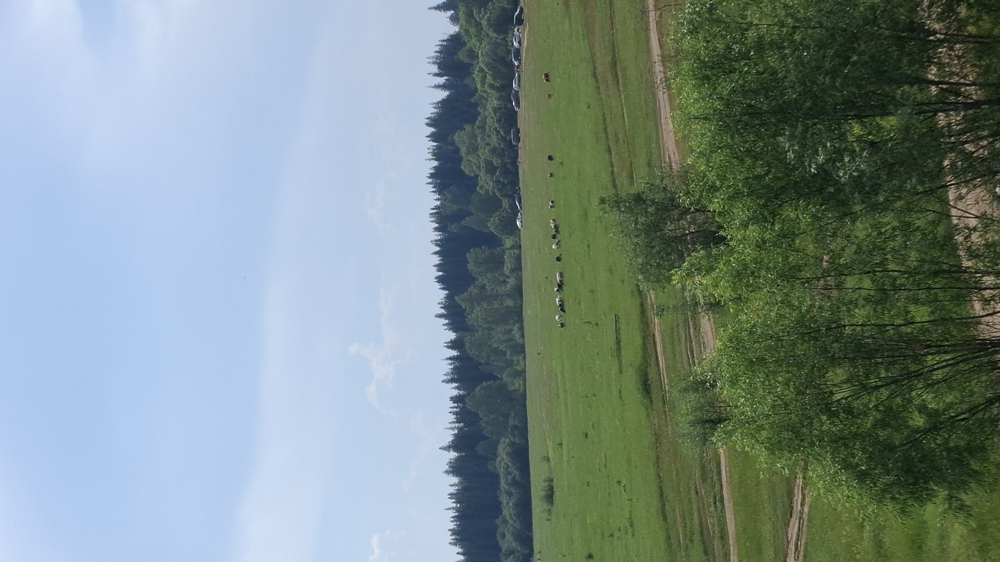 A wide shot depicts a pastoral landscape under a light blue sky with sparse, wispy clouds. In the foreground, the tops of lush green trees are visible. Beyond these trees, a vast, vibrant green meadow stretches out, dotted with a herd of sheep and a few solitary animals that appear to be horses. The meadow is intersected by dirt paths. In the middle ground, a line of cars and a van are parked along the edge of the meadow, near a dense forest that forms the background. The forest consists of a mix of tall evergreen trees and deciduous trees. The scene appears to be located in or near Biriusa, Russia, given the natural setting and the presence of livestock.