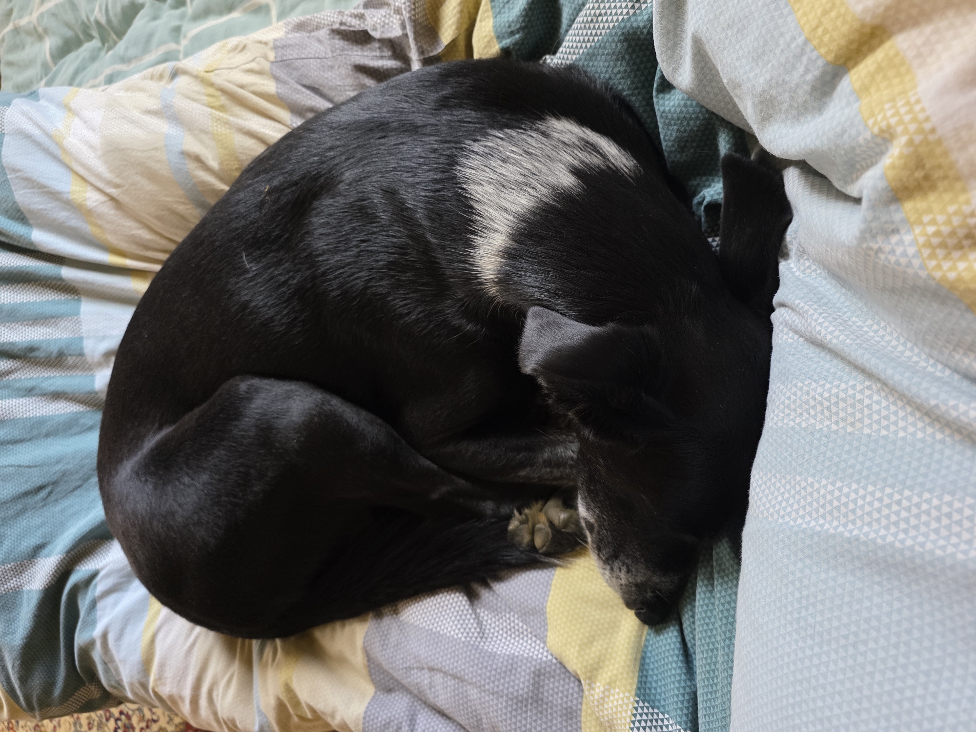 A black dog is curled up asleep on a bed with a patterned duvet. The duvet features stripes of blue, yellow, and gray. The dog's fur is primarily black, with a patch of white fur on its hindquarters. Its tail is curled around its body, and its paws are tucked underneath. The dog's head is resting on its paws, and its eyes are closed. The scene appears to be in a bedroom in the city of Rechitsa, Russia.