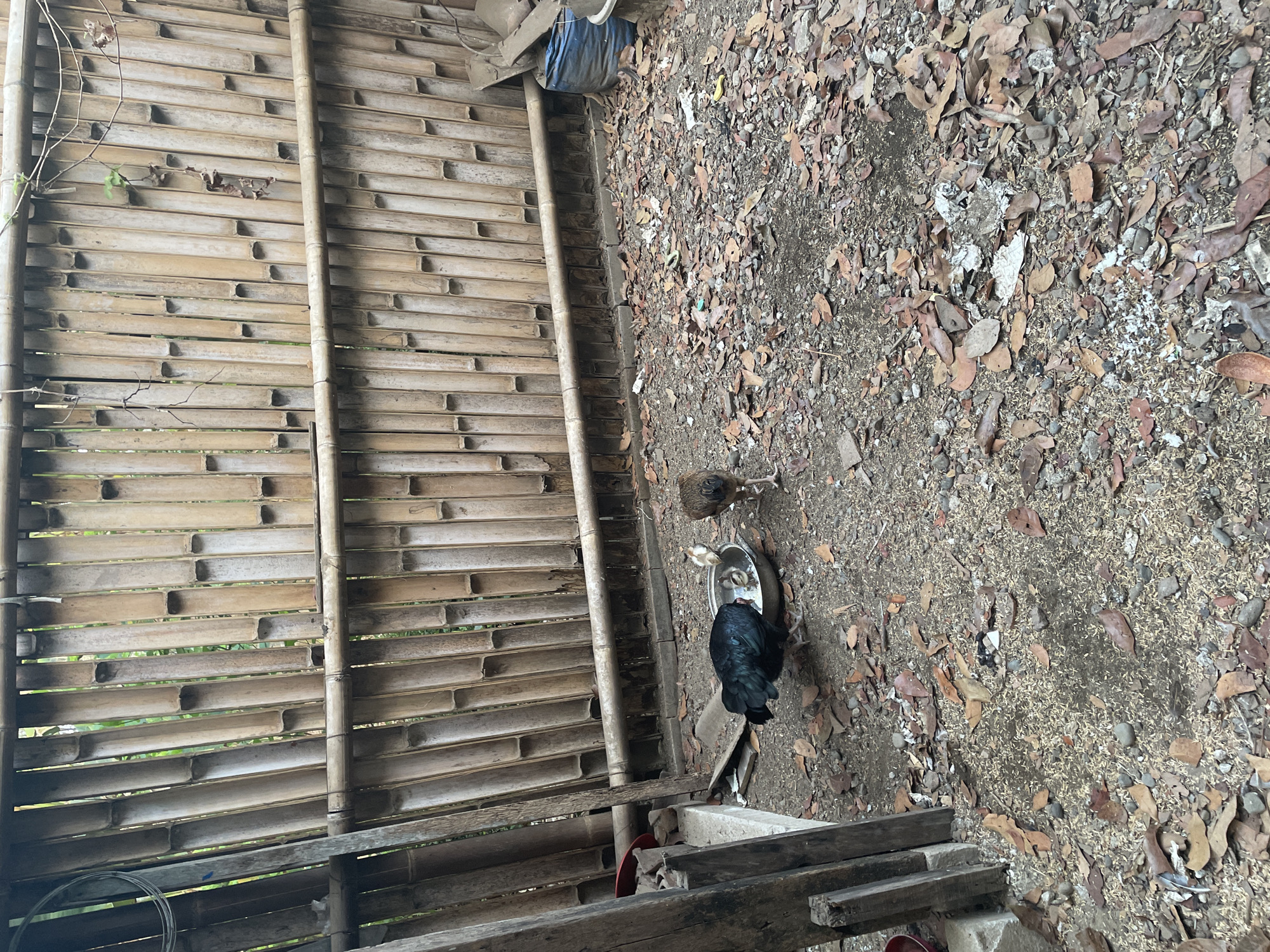 In Sucenjurutengah, Indonesia, a scene unfolds in an outdoor, rural setting characterized by a bamboo fence in the background. The ground is covered with dry leaves, small stones, and rice husks. In the center of the frame, a dark-colored chicken and a few chicks are gathered around a shallow metal bowl, presumably eating. To the right, a single brown chicken stands looking away from the bowl. The environment appears to be a backyard or a coop area, with a weathered wooden post on the left and a blue tarp bag visible on the far right. The lighting suggests it is daytime.