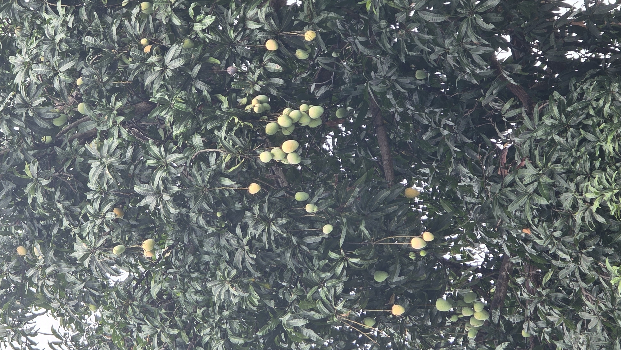 The image shows a mango tree in Bac Nha Trang Ward, Vietnam. The tree is densely covered with green leaves and several mangoes in various stages of ripeness, ranging from green to yellow. The view is looking up into the tree canopy. No people or animals are visible in the frame. The lighting suggests it is daytime.