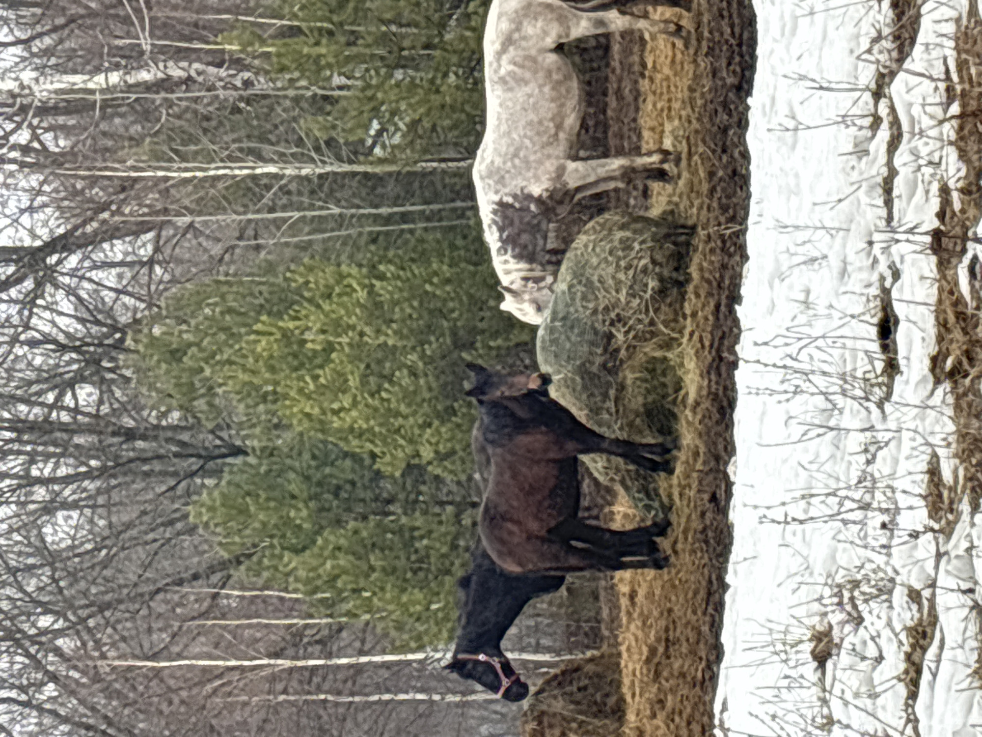 The image depicts an outdoor scene in a rural area, likely in winter or early spring. Two horses are present: one is a predominantly white horse with dark spots, and the other is a dark horse with a reddish-pink halter. The horses appear to be near a round bale of hay. In the background, there's a mix of bare trees, evergreen bushes, and patches of snow. The location is unspecified; no evidence indicates the location is in the city of Noviy, Russia. The image has been rotated for horizontal orientation.