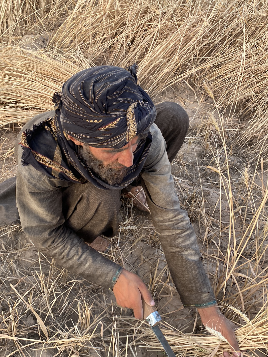 In Alaqadari Daman, Afghanistan, a man wearing a dark, patterned turban and a long-sleeved shirt is crouched in a field of wheat. He holds a knife in his right hand and gathers wheat stalks with his left. The ground is dry, and the wheat is golden brown.