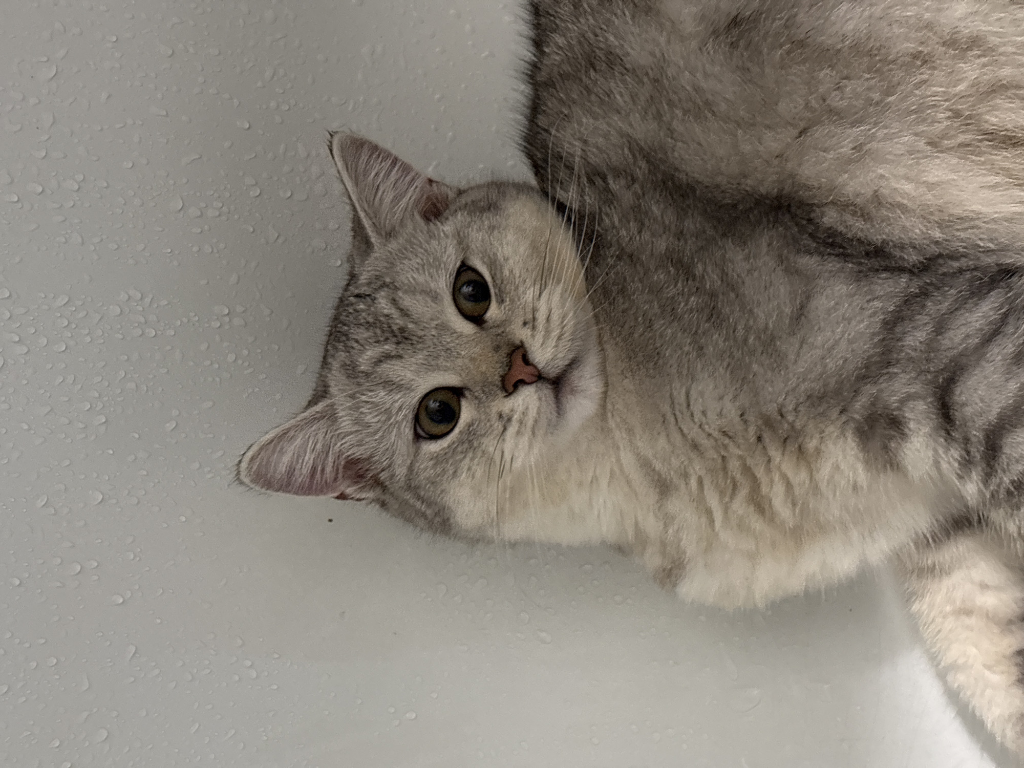 A close-up shot shows a silver tabby cat with large, round, golden-brown eyes and pink nose, resting against a white, wet surface. The cat's fur is a mix of silver and grey with distinct tabby markings on its head and body. Its ears are erect and pointed, and its gaze is directed towards the camera. The white surface behind the cat appears textured and speckled with small water droplets, suggesting it might be the interior of a bathtub or a similar damp environment. The lighting is soft, highlighting the cat's features and the texture of its fur. The scene is devoid of any human presence or activity.