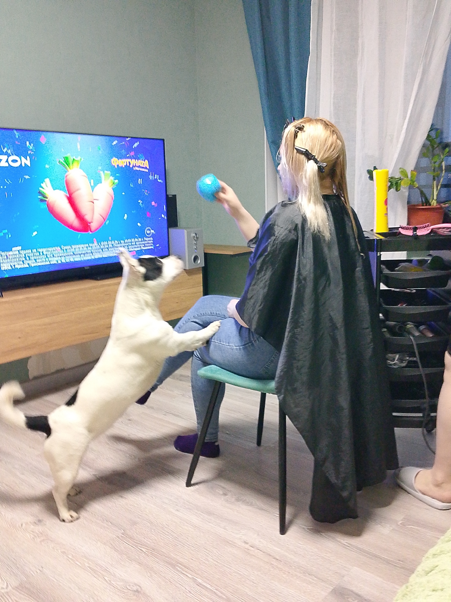 The image shows a woman sitting on a green chair in an interior setting with a dog jumping up towards her. The woman has blonde hair with clips in it and is wearing a black cape. She is holding a blue ball. A black and white dog is on its hind legs, seemingly trying to get the ball. In the background is a television screen showing a cartoonish image of three pink carrots and the word "Фортунада". To the right of the woman is a black salon trolley with various items on it, including a yellow bottle and hairbrushes. A plant in a brown pot is visible on top of the trolley. The flooring is light-colored wood. The location is Izhevsk, Russia, based on the "Фортунада" on the television screen.