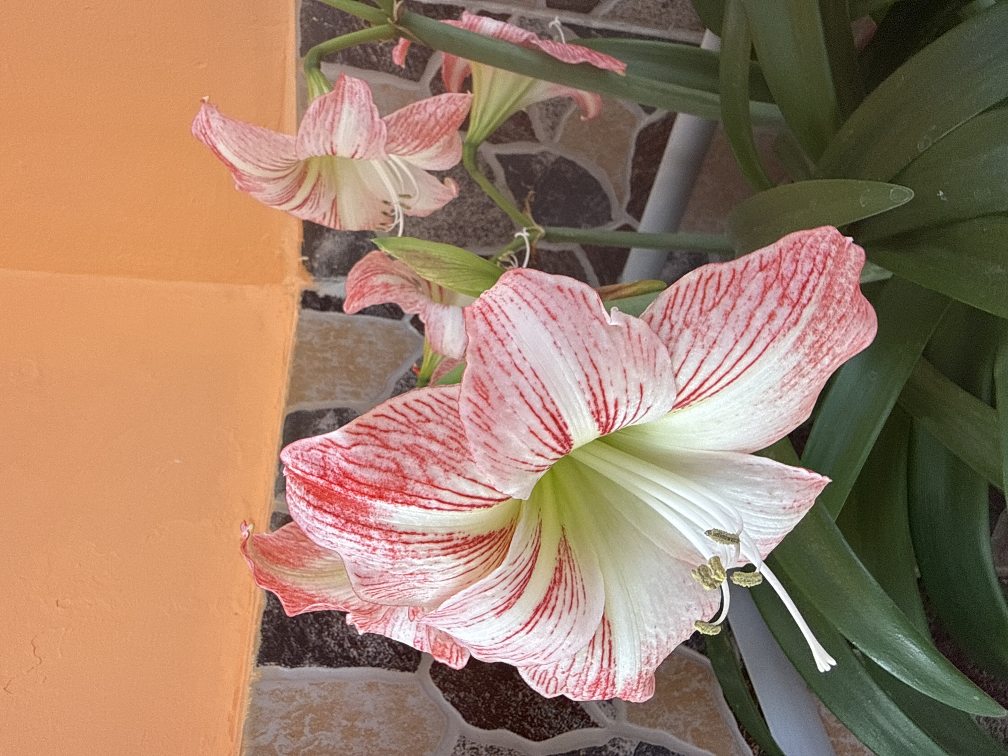 The image displays a close-up view of multiple Amaryllis flowers in bloom within the city of Rogosh, Bulgaria. The most prominent flower, positioned in the lower-left foreground, features large, open, trumpet-shaped petals. These petals are primarily white with distinct, crimson-red linear stripes and veins radiating outwards from the greenish-white throat of the flower. Several golden-yellow anthers on slender filaments and a single elongated white pistil are visible extending from the flower's center.
To the right and further back, additional Amaryllis flowers and buds are present, exhibiting similar white and red variegated patterns. These flowers are supported by thick, erect green stems, some of which appear to be held upright by thin white ties or supports. Lush, dark green, strap-like leaves form the base of the plant, visible in the lower section of the frame.
The background consists of a textured wall. The upper portion of the wall is painted a uniform light orange or peach color. Below this, a section of the wall is clad with irregularly shaped, multi-toned tiles in shades of brown, grey, and black, joined by dark grout lines, creating a mosaic-like pattern. Natural light illuminates the scene, highlighting the textures of the petals and the walls.