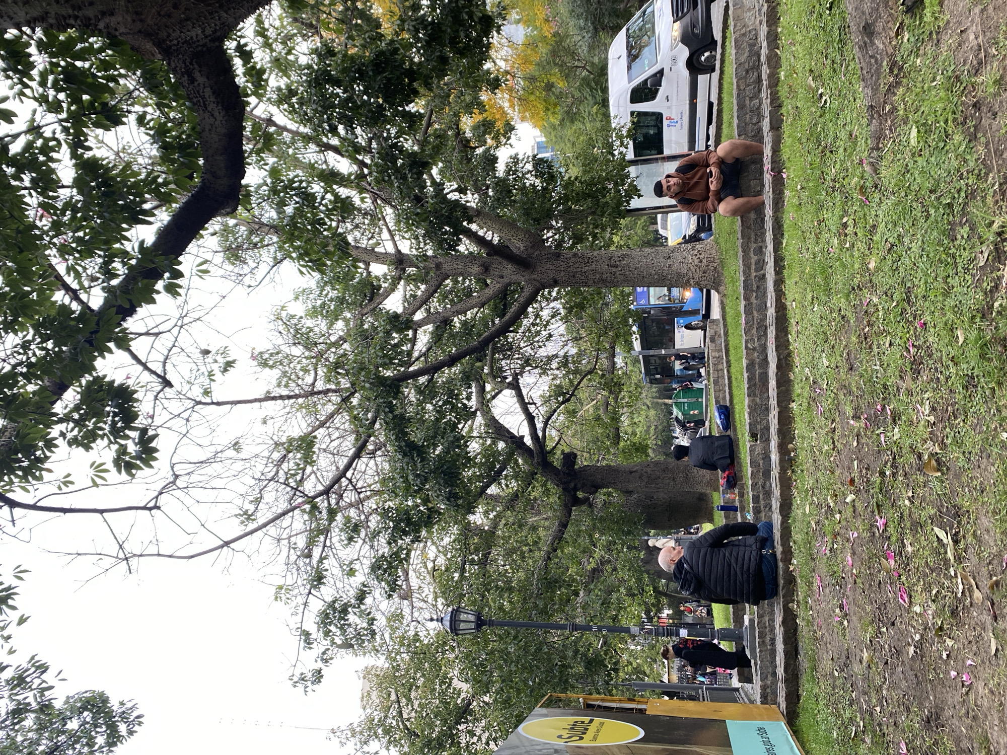 The image captures a section of a park in Buenos Aires, Argentina, featuring several trees with distinctive bark patterns. One individual is seen sitting on a set of stone steps, looking directly at the camera while holding a cell phone. Further down the steps, other people are also seated or walking. Behind them, a row of buses and a white van are parked. The ground around the steps is covered in grass interspersed with pink flower petals. A street lamp and signage are visible towards the lower portion of the image.