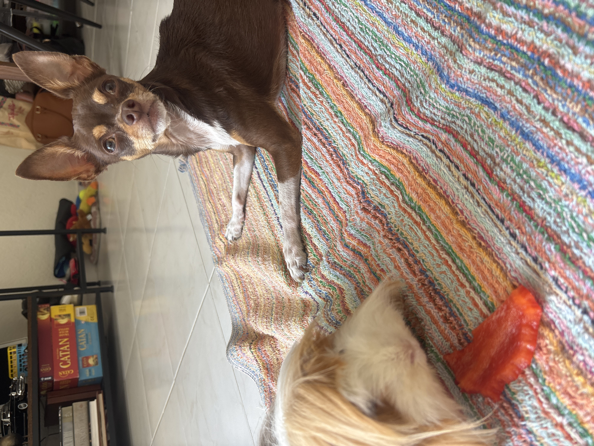 The image shows two dogs indoors, likely in a home. One dog is a small, brown and white Chihuahua-type breed, standing with its front paws on a colorful striped rug. The other dog, which appears to be larger with long, light-colored fur, is only partially visible in the lower right corner, near a red object that resembles a piece of fruit or a dog treat.
In the background, a tiled floor is visible to the left, along with a shelving unit containing books and board games, including "Catan". The image appears to be taken at an angle.
There is no information to determine whether the location is in the city of Puebla, Mexico.