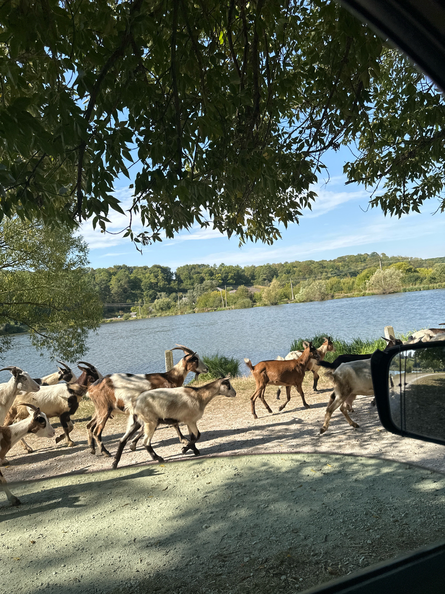 A herd of goats walks along a dirt road next to a lake in Makiv, Ukraine. The goats are of various breeds and colors, with some white, brown, and black markings. The lake is calm and reflects the blue sky and green trees on the opposite bank. The trees overhead cast dappled shadows on the road. In the foreground, a car's side mirror is visible, reflecting the scene. The overall impression is one of a peaceful rural landscape.