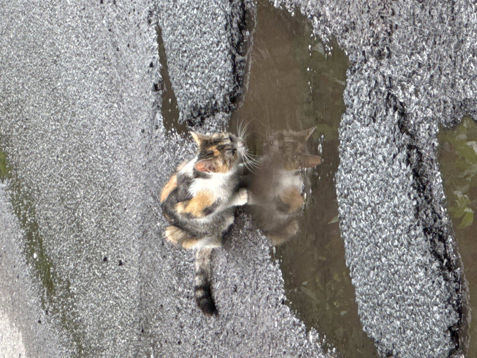 A calico cat with white, orange, and black fur drinks from a puddle on a cracked asphalt surface, likely a street or sidewalk. The cat's reflection is visible in the murky water. The asphalt is coarse and shows signs of wear and tear, with visible aggregate. The surrounding environment is drab and appears to be urban. No specific landmarks or context suggesting the location in Saint Petersburg, Russia, are evident in the image.