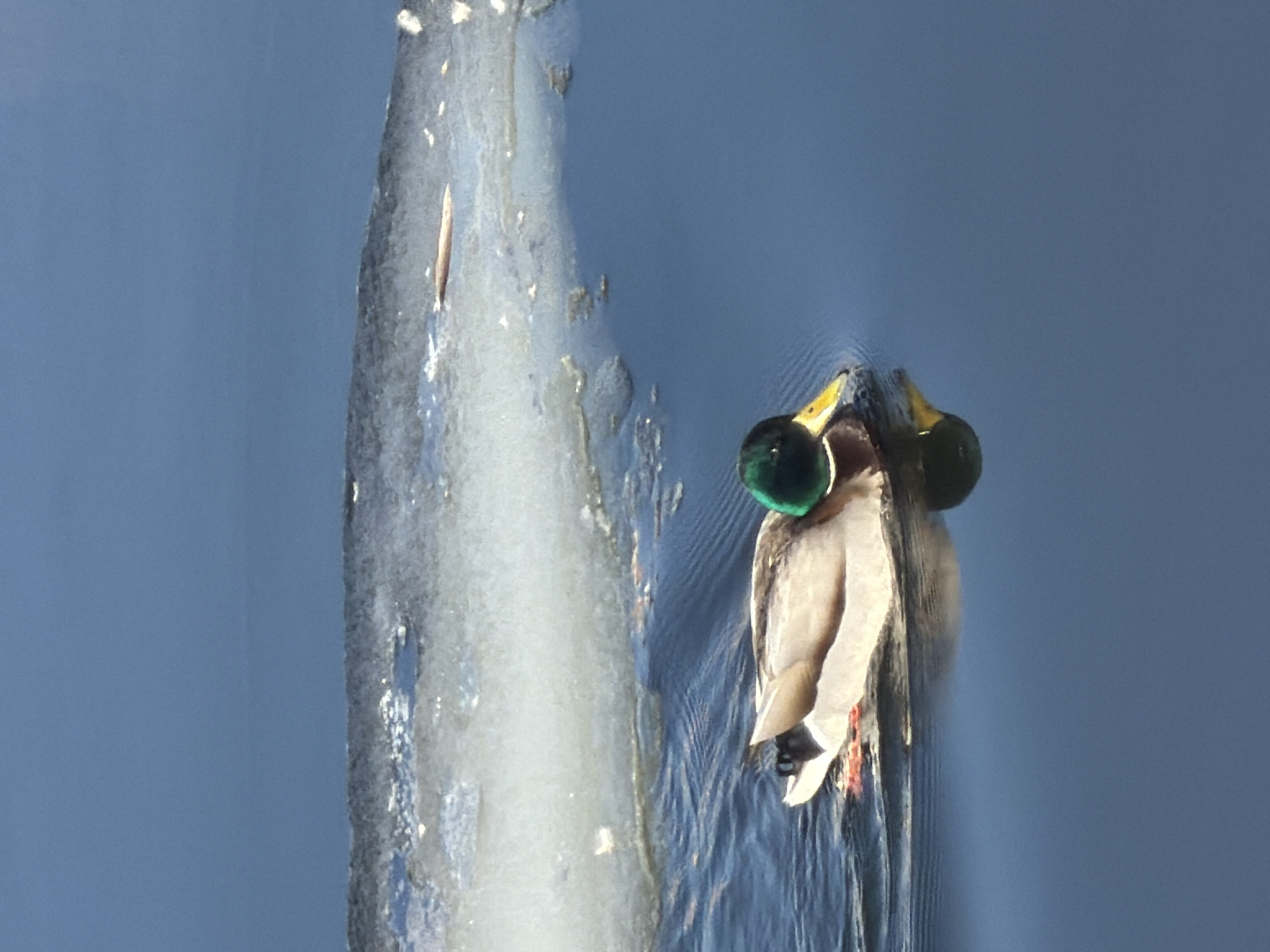 A single male mallard duck is depicted swimming in open, dark blue water. The duck, positioned in the lower-left to mid-frame, exhibits an iridescent green head, yellow bill, white neck ring, brown chest, and gray-brown body plumage. Its reflection is visible on the water's surface. Small ripples are emanating from its movement. In the upper portion of the image, a horizontal, fragmented sheet of gray and white ice is present, with smaller pieces and slush. A small, elongated, brown object, consistent with wood or plant debris, rests on or near the ice in the upper-right section. The scene is illuminated by natural light. The precise location within Izhevsk, Russia, cannot be determined from the provided visual data, but the environment is consistent with a partially frozen pond or lake.