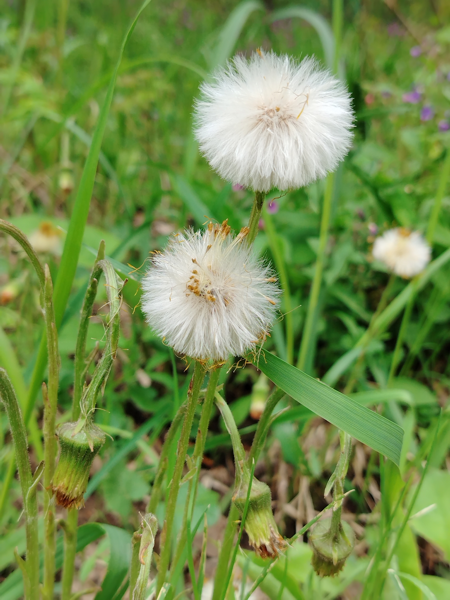 The image shows a close-up of several dandelion seed heads in varying stages of dispersal. Two prominent, round, white seed heads are visible, one slightly above the other. The lower seed head shows some seeds have already been dispersed, revealing the center structure. Several green stems support these seed heads, with some stems displaying the remnants of the flower's green calyx at the base. Blades of green grass are interspersed among the stems and dandelion heads. The background is a mix of green foliage, giving the impression of a grassy field. The setting is outdoors, likely a natural or lightly managed area. The image was taken in the city of Noviy, Russia. There are no people or animals present. The focus is on the botanical details of the dandelion plants.