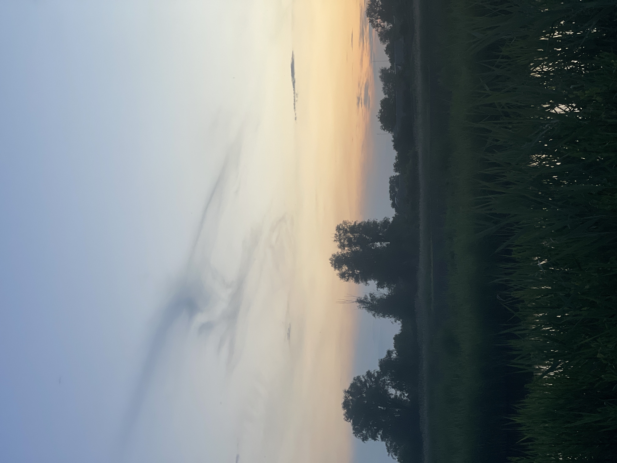 This is a landscape photograph captured at twilight, depicting a serene natural environment transitioning into evening or emerging from dawn. The scene is located in the city of Unknown, Unknown.
The upper half of the image features a sky with a clear gradient, transitioning from a light, clear blue at the zenith, through a pale lavender-grey, to a warm band of soft orange and yellow hues near the horizon. Scattered across the sky are thin, wispy clouds; a distinct, elongated, dark grey cloud streak is prominent in the upper left quadrant, and another smaller, horizontal, dark grey cloud is visible in the middle-right. Several very small, indistinct dark specks, possibly distant birds or insects, are present against the lighter sky.
The middle ground consists of a dark, silhouetted tree line against the colorful sky. These appear to be dense deciduous trees, with varying heights and irregular crowns, suggesting a forested or heavily vegetated area. Beyond the main line of trees on the right side, faint silhouettes of low-rise structures, likely buildings or houses, are discernible, blending with the tree line.
The foreground is dominated by dense, tall, dark green vegetation, appearing to be reeds or thick grass, occupying approximately the bottom third of the frame. Within this dense vegetation, numerous vertical streaks of bright, reflective light are visible, indicating the presence of a body of still water (such as a canal, ditch, or pond) nestled among the reeds, reflecting the ambient sky light. No individuals or animals are explicitly visible or engaged in any actions. The overall lighting suggests a peaceful, subdued atmosphere.