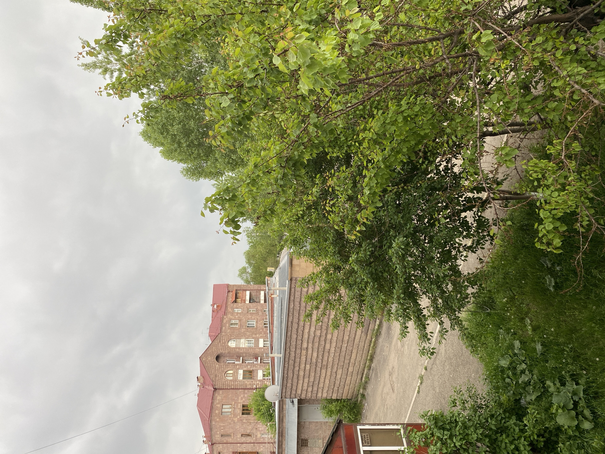 The image presents an elevated view overlooking an urban landscape in Gyumri, Armenia, under an overcast sky. The scene is dominated by a mix of residential structures and abundant green vegetation.
In the immediate foreground, lush green foliage comprising varied bushes and tall grasses with scattered white dandelion seed heads covers the lower left and center. A prominent tree with bright green, somewhat heart-shaped leaves and numerous bare branches occupies the right foreground and midground, partially obscuring the lower view.
The midground features a paved, grey path or road that curves from the lower left towards the right, separating the foreground vegetation from a series of buildings. To the left of the path, a small, reddish-brown structure with a white-framed window is partially visible. A white sign within this window displays Armenian text "ՎԱՃԱՌՎՈՒՄ Է" (For Sale) and a phone number "093 30 55 30". Adjacent to this, further into the midground, is a single-story building with a corrugated metal roof and a white door, constructed from light brown stone blocks. Extending horizontally across the midground is a longer, rectangular building with a brown brick or stone facade and a flat, grey metallic roof. A white satellite dish is mounted on the roof in front of the taller background building.
In the background, a large, multi-story residential building with distinct reddish-brown tuff stone construction is prominent. It features a red hip roof, numerous rectangular and arched windows, and multiple balconies. The architecture, including the stone material and roof style, is characteristic of construction found in Gyumri. Beyond this building, more green trees are visible, extending into the distant background. The sky above is entirely covered by light grey clouds, indicating a lack of direct sunlight. No individuals are visible in the scene, and no specific actions are depicted.