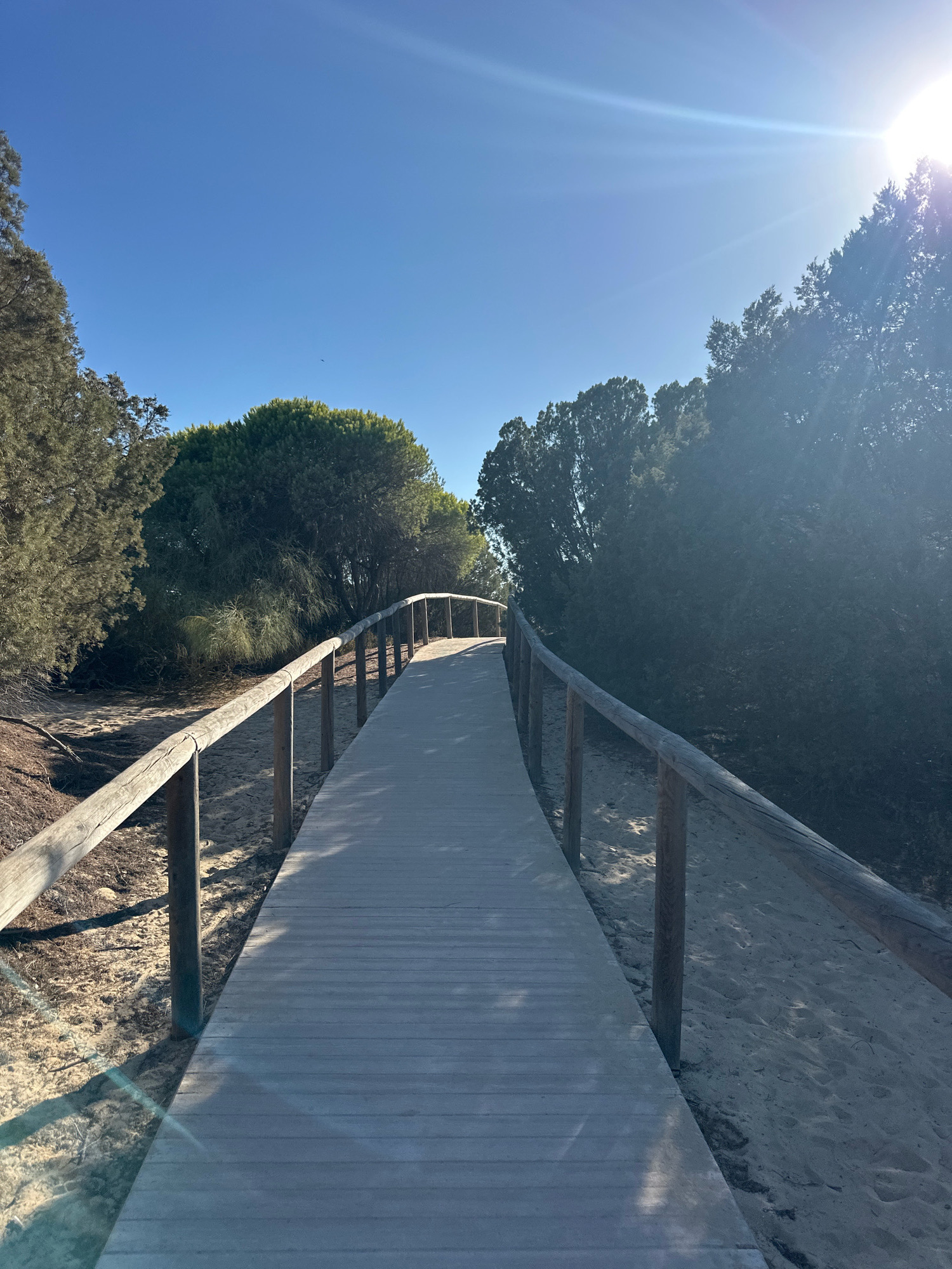 A wooden boardwalk curves to the right through a sandy area bordered by trees under a bright blue sky with the sun shining brightly. The boardwalk has wooden railings on both sides. The sand is light brown and appears to be a natural dune environment. The trees are dense and green, with some appearing to be pine trees. The scene suggests an outdoor recreational area in a coastal location. This boardwalk is located in Punta Umbría, Spain, within the area of the El Espigón natural park.
