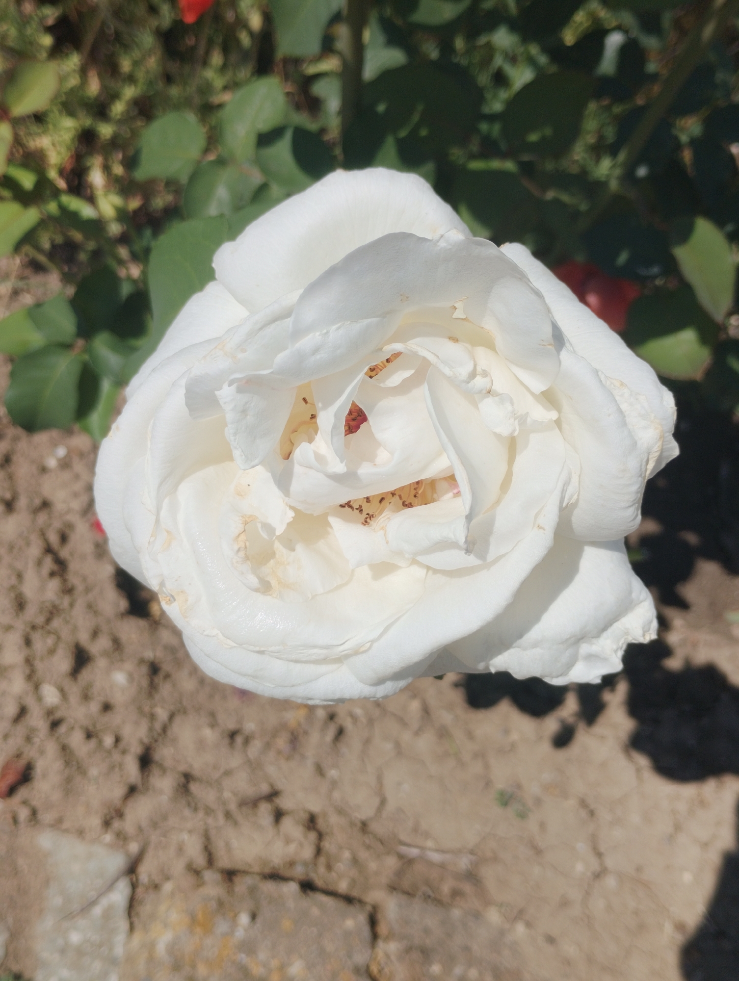 A close-up, top-down view captures a fully bloomed white rose in a garden setting. The rose, with its many ruffled petals, is the focal point. The center of the rose reveals brown stamen. The petals have a slightly creamy hue and some appear to be dry and browning at the edges. The rose is positioned on the right side of the frame, with its stem and leaves extending to the left and top. The background consists of green foliage and brown, dry soil, with some gray stones visible in the lower left corner. Shadows of leaves are cast on the soil. There are no people or animals present in the image.