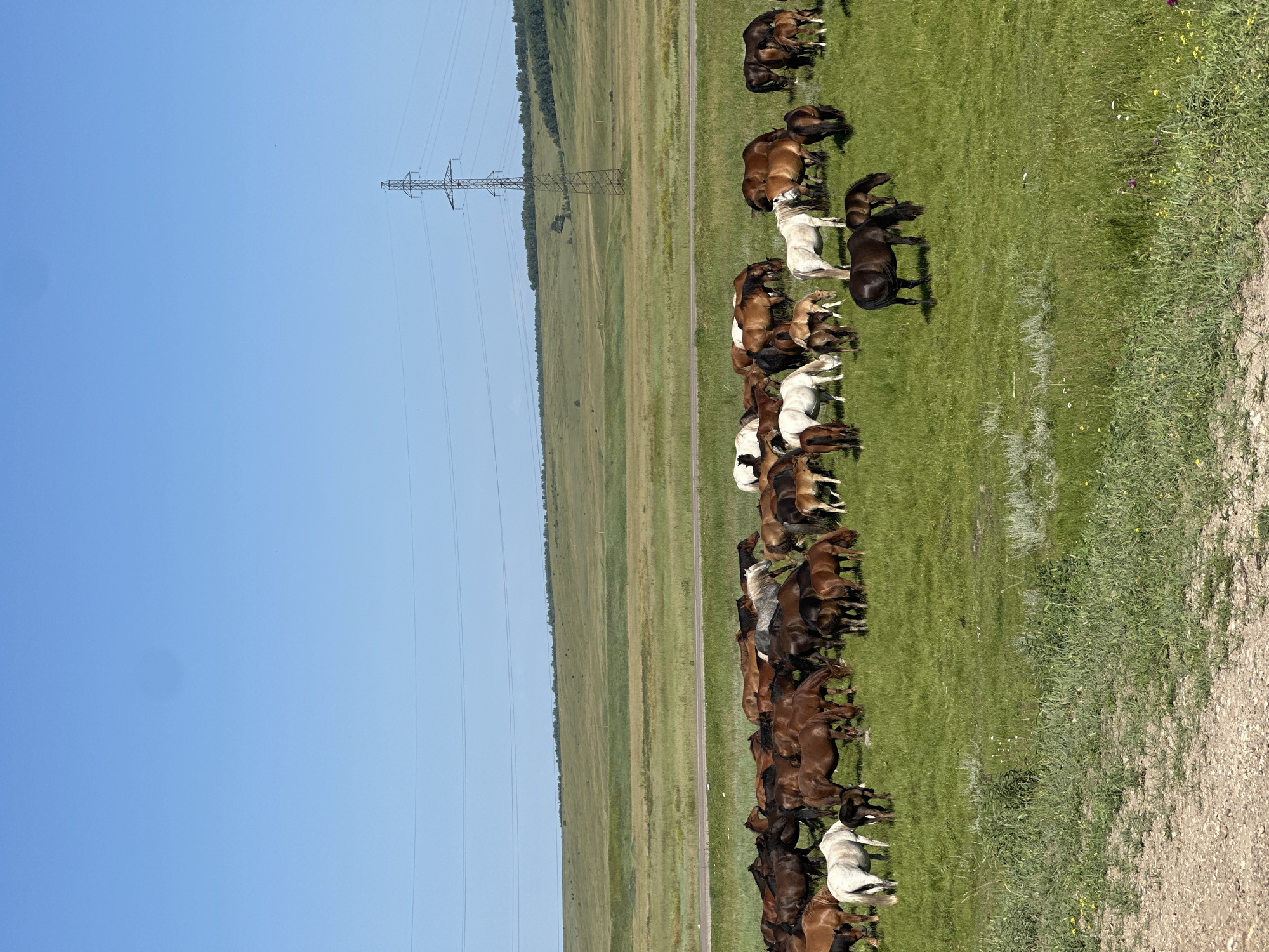 In a wide, grassy field under a clear blue sky, a herd of horses grazes. The horses are of various colors, including brown, white, and black, and some are accompanied by foals. The terrain is gently rolling, with a road visible in the middle ground and a power line tower in the distance. The scene appears to be a rural landscape, possibly on the outskirts of Ust'-Ordynskii, Russia.