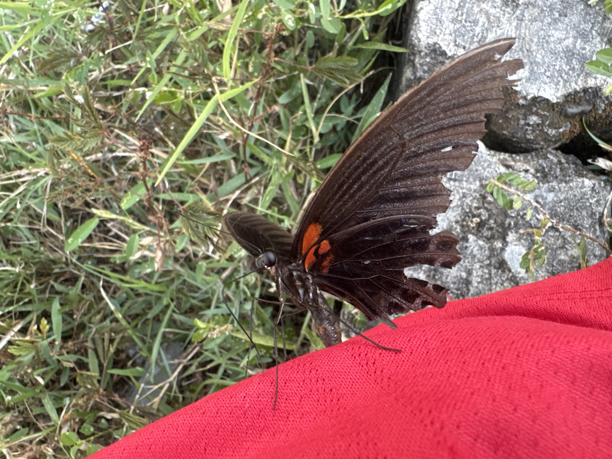 A dark brown butterfly with orange markings on its wings rests on a bright red fabric, partially obscuring a background of green grass and gray rocks. The butterfly's wings are partially unfurled, revealing intricate patterns and some damage along the edges. The red fabric appears to be a piece of clothing or a textile, possibly a skirt or a scarf, laid out on the ground. The natural environment suggests an outdoor setting, possibly a park or a natural area within the city of Meureudu, Indonesia, given the presence of vegetation and rocks. The lighting indicates it is daytime. There are no people visible in the image.