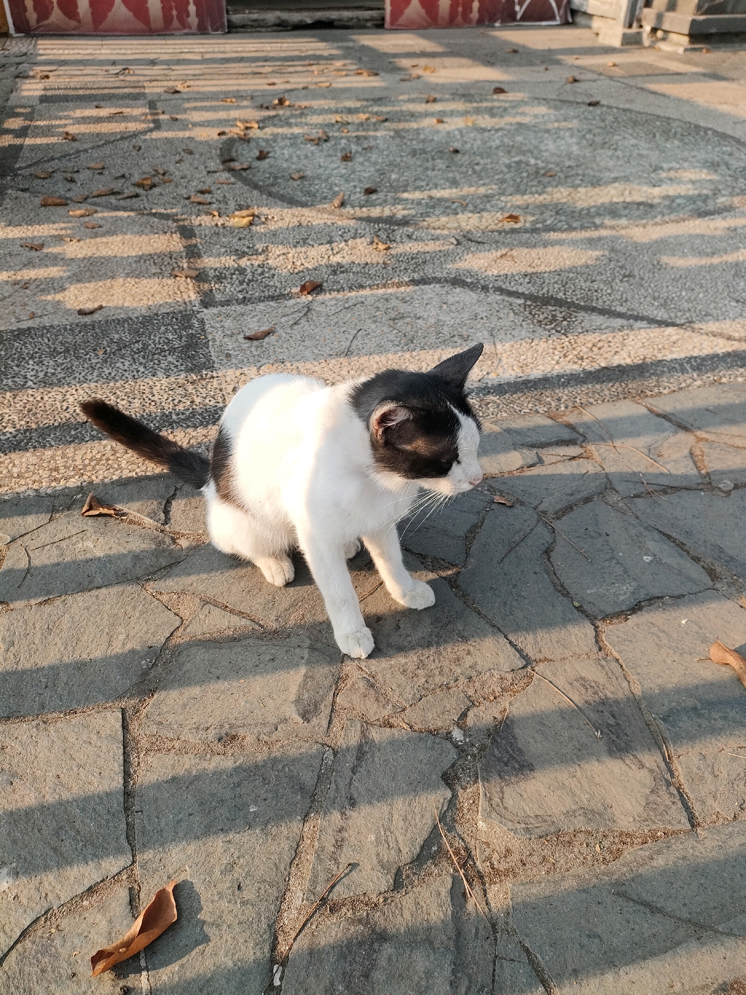 A black and white cat is sitting on a paved outdoor area, possibly a sidewalk or courtyard. The paving stones are irregular in shape and size, with a rough texture. Scattered across the ground are dry leaves and twigs. The scene is illuminated by warm, low-angle sunlight, casting long shadows from an unseen object onto the pavement. In the background, there are glimpses of red and white patterned structures and more concrete paving, suggesting an urban or semi-urban environment. The cat is looking to its right, with its body facing forward. Its tail is raised and curved. The overall impression is one of a quiet moment captured outdoors.