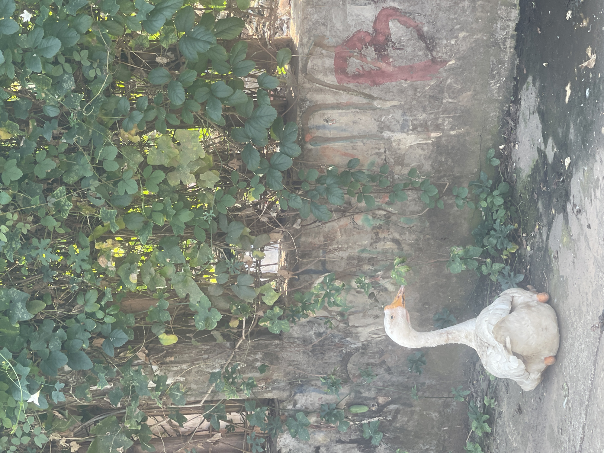 A white goose is sitting on the ground in front of a concrete wall covered with ivy. The goose is facing left, with its neck extended. The wall has some graffiti on it, including a red heart shape. The ground is paved and appears to be wet in some areas. The scene is illuminated by sunlight, casting shadows. The location is likely an outdoor space within the city of South Jakarta, Indonesia, possibly a park, alleyway, or residential area where such a scene could naturally occur.