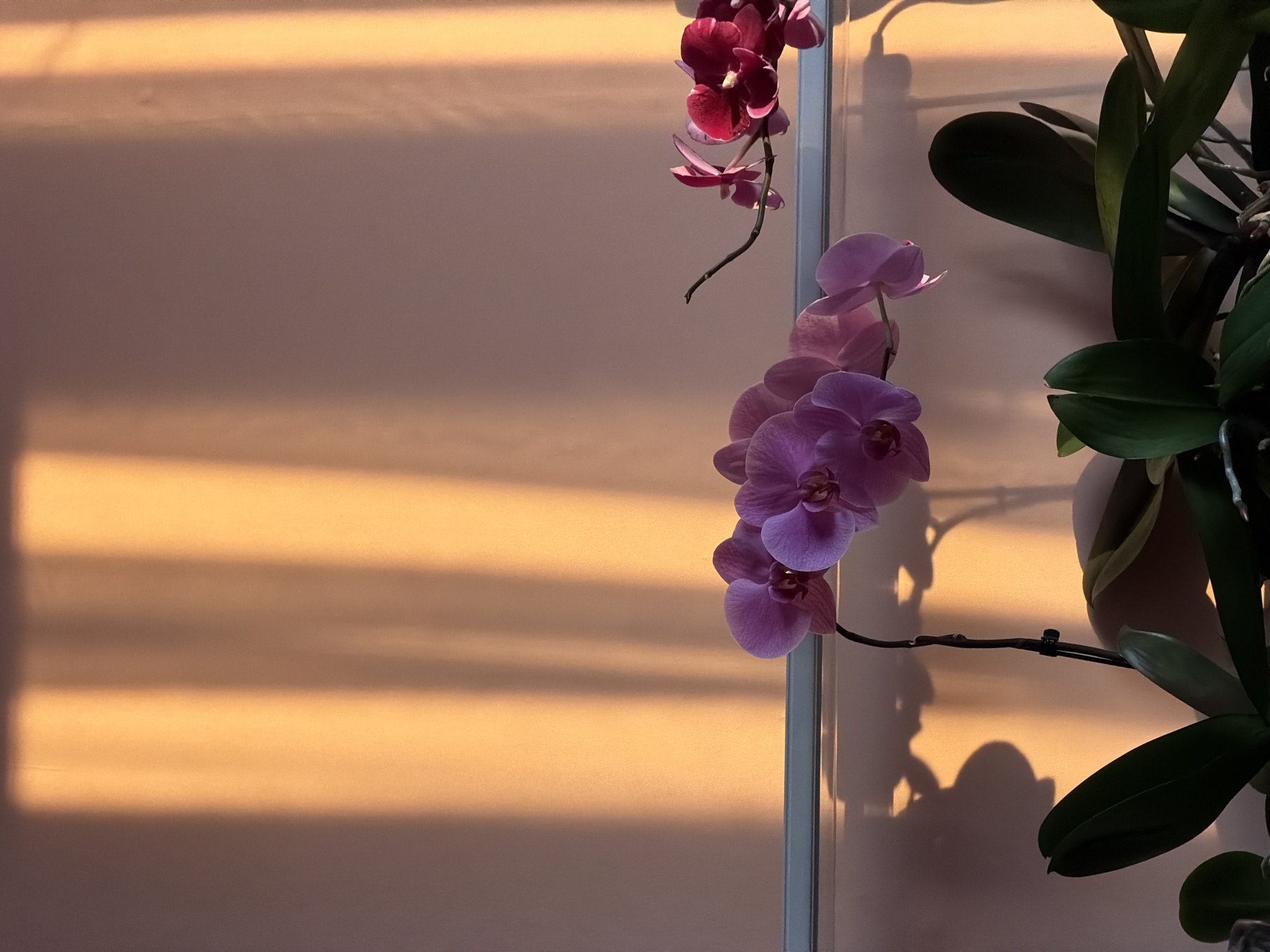 The image depicts a still life of potted orchids indoors. Two branches of orchids are visible. The branch on the left features multiple open, pale pink to lavender orchid blooms. The branch on the right has fewer, darker pink to magenta blooms. The plants have green leaves and are situated on a shelf or windowsill. Behind the orchids, a wall is illuminated by dramatic shafts of warm, golden light, creating vertical stripes of light and shadow. This lighting suggests a sunlit interior, possibly late afternoon or early morning. There are no people or animals present. The scene is devoid of any identifiable Chaikovsky landmarks or context; it is a generic interior shot.