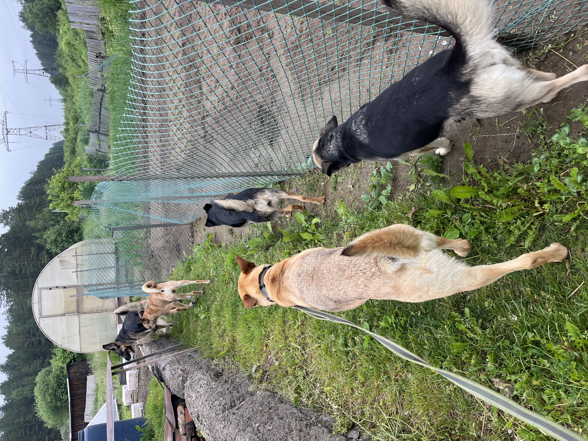 This is a photograph of five dogs walking along a grassy path next to a green mesh fence. The path is lined with concrete blocks on the left side and a garden with young plants on the right. In the background, a large greenhouse structure is visible, along with trees and power lines. The overall setting appears to be a rural or semi-rural area, possibly a backyard or allotment. The dogs are of various breeds and colors. One dog in the foreground is a tan color and is wearing a leash. Another dog, a German Shepherd mix, is walking behind it. Two other dogs, one black and tan and another predominantly black with tan markings, are further ahead. The fifth dog, a light brown color, is partially visible at the rear. The lighting suggests an overcast day. It is impossible to determine the exact location within Nizhny Tagil, Russia from this image.