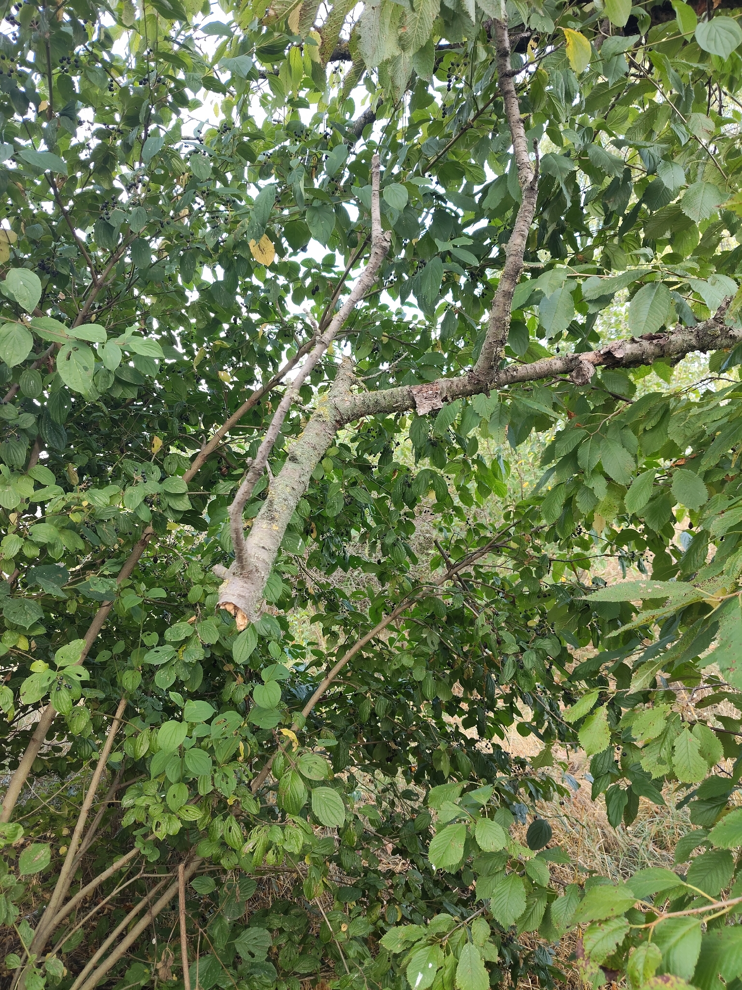 The image depicts a dense cluster of green foliage and branches, indicating a natural outdoor setting likely within a park or wooded area. The branches are rough and textured, with some exhibiting mossy growth. Several branches are broken, suggesting natural wear and tear or possibly storm damage. Small, dark berries are visible scattered amongst the leaves of some of the plants. The background is a blur of dry grasses and further vegetation, with a bright sky visible through the canopy. The lighting suggests it is daytime. The image's focus is on the intricate network of branches and leaves, with no people or man-made structures clearly visible. The overall impression is one of an untamed natural environment.