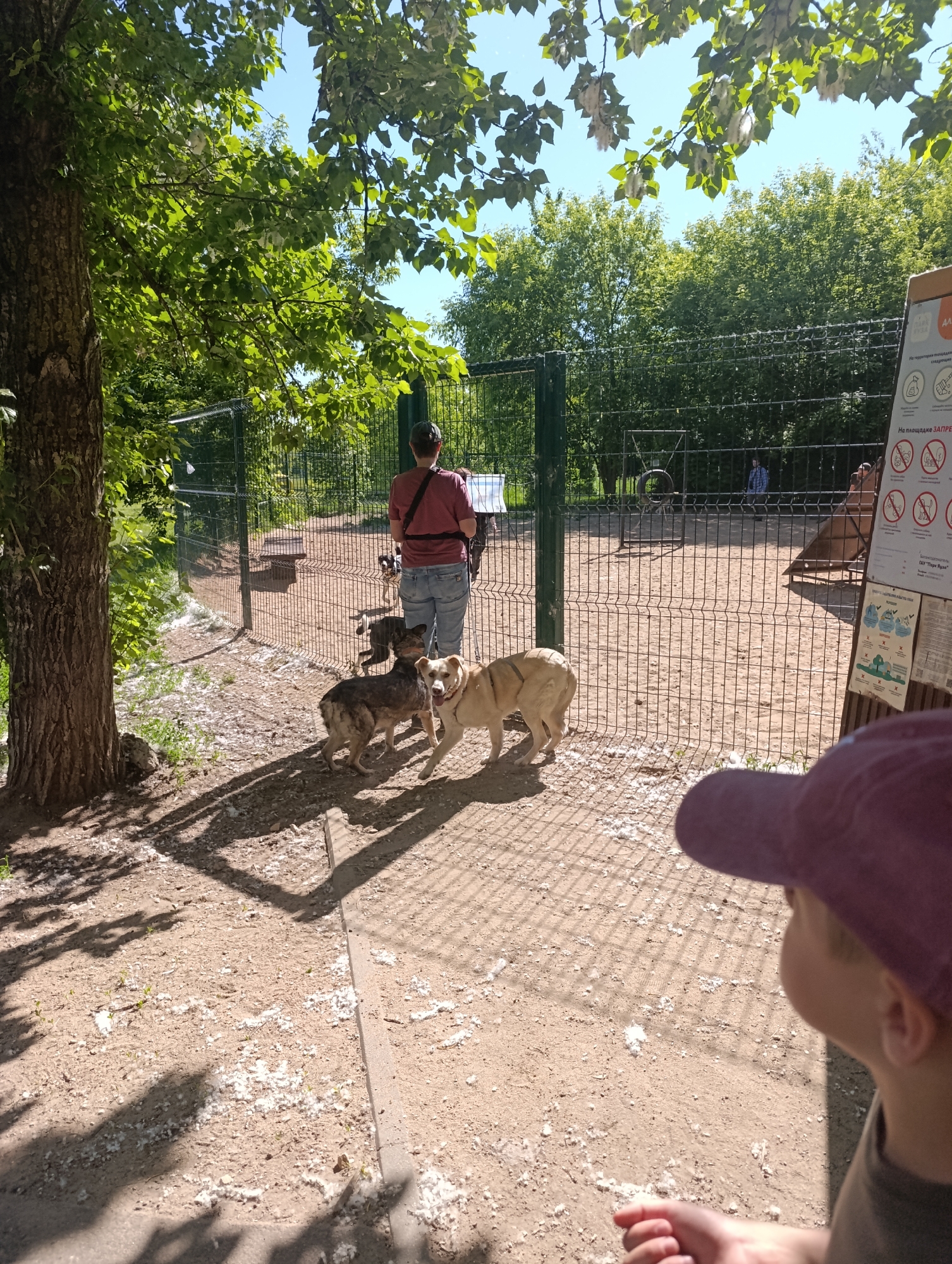This image captures a sunny outdoor scene at a dog play area within Kuzminki Park in Moscow, Russia. The foreground features a large tree trunk on the left, casting prominent shadows across a dirt and gravel path. Strewn across the path and surrounding ground are patches of white, fluffy material, characteristic of poplar fluff.
In the mid-ground, a metal mesh fence delineates a dog enclosure with a sandy surface. Visible inside the enclosure are dog agility equipment, including a ramp/slide and a tire jump. A person wearing a red shirt, blue jeans, and a dark cap is standing with their back to the viewer, facing the enclosure, possibly attending to dogs or preparing to enter. Three dogs are prominent outside the enclosure fence: a light-colored, medium-sized dog with its mouth slightly open, appearing to look towards the viewer's right, and two darker-furred dogs behind it, facing the person in red.
In the bottom right foreground, the back of a child's head, wearing a purple baseball cap, is visible, looking towards the dog enclosure. A brown information sign is positioned to the right of the enclosure entrance, displaying rules and prohibitions in Cyrillic script, with red "X" marks over some activities. The sign explicitly mentions "Парк Кузьминки" (Kuzminki Park) and "На площадке ЗАПРЕЩЕНО" (Forbidden on the site). The background shows dense green foliage and trees under a clear blue sky. Strong sunlight creates distinct shadows across the ground.
