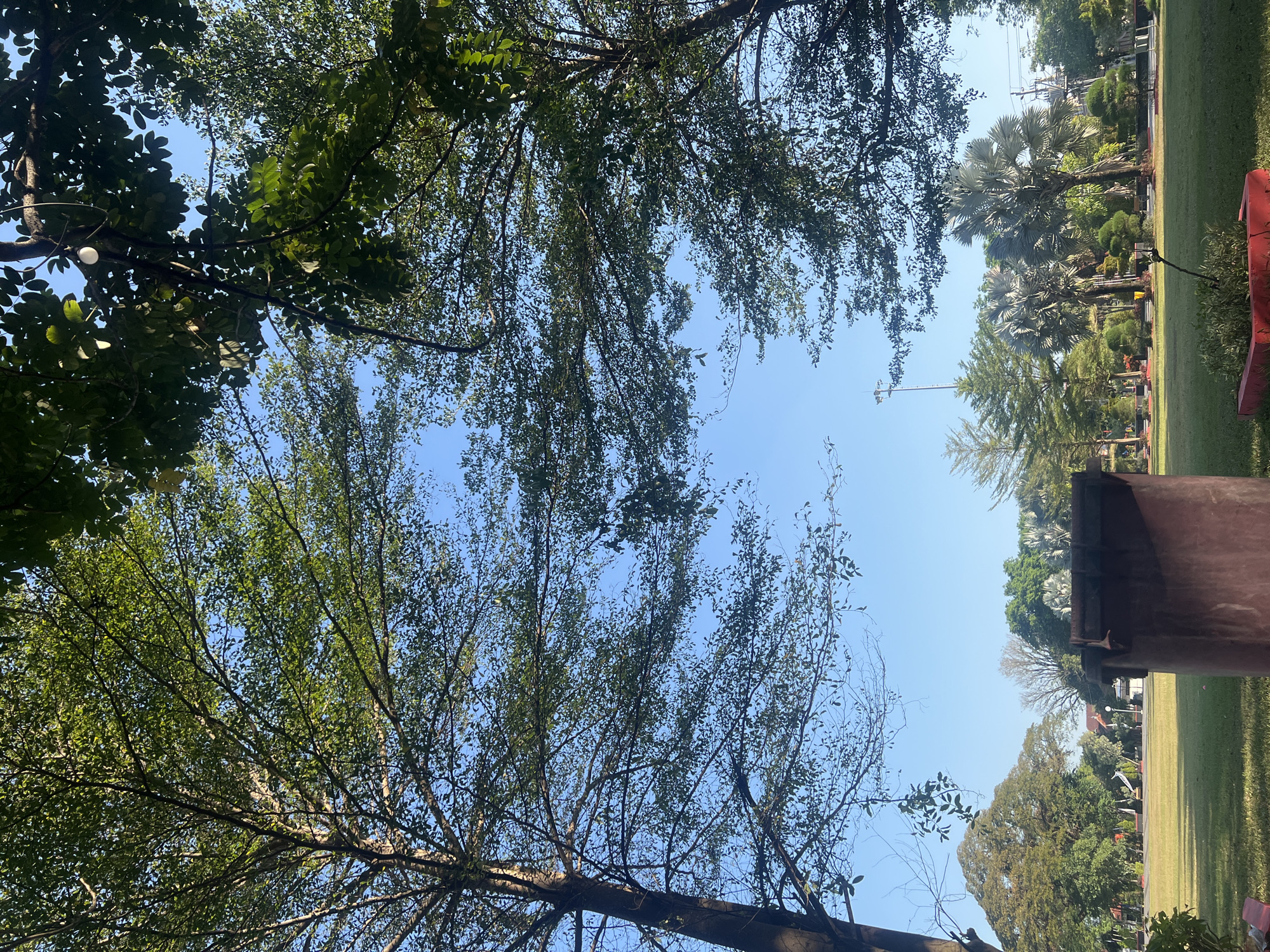 The image depicts a park in Purwodadi, Indonesia, under a clear blue sky. Two large trees with abundant green foliage frame the upper part of the scene, their branches casting shadows. In the foreground, a large, reddish-brown cylindrical object, possibly a trash receptacle, is positioned to the right. Beyond it, a lush green lawn stretches into the distance, dotted with various trees, including palm trees, and smaller manicured bushes. A lamppost is visible in the mid-ground on the right. The overall impression is that of a well-maintained public park on a sunny day. There are no people visible in the image.