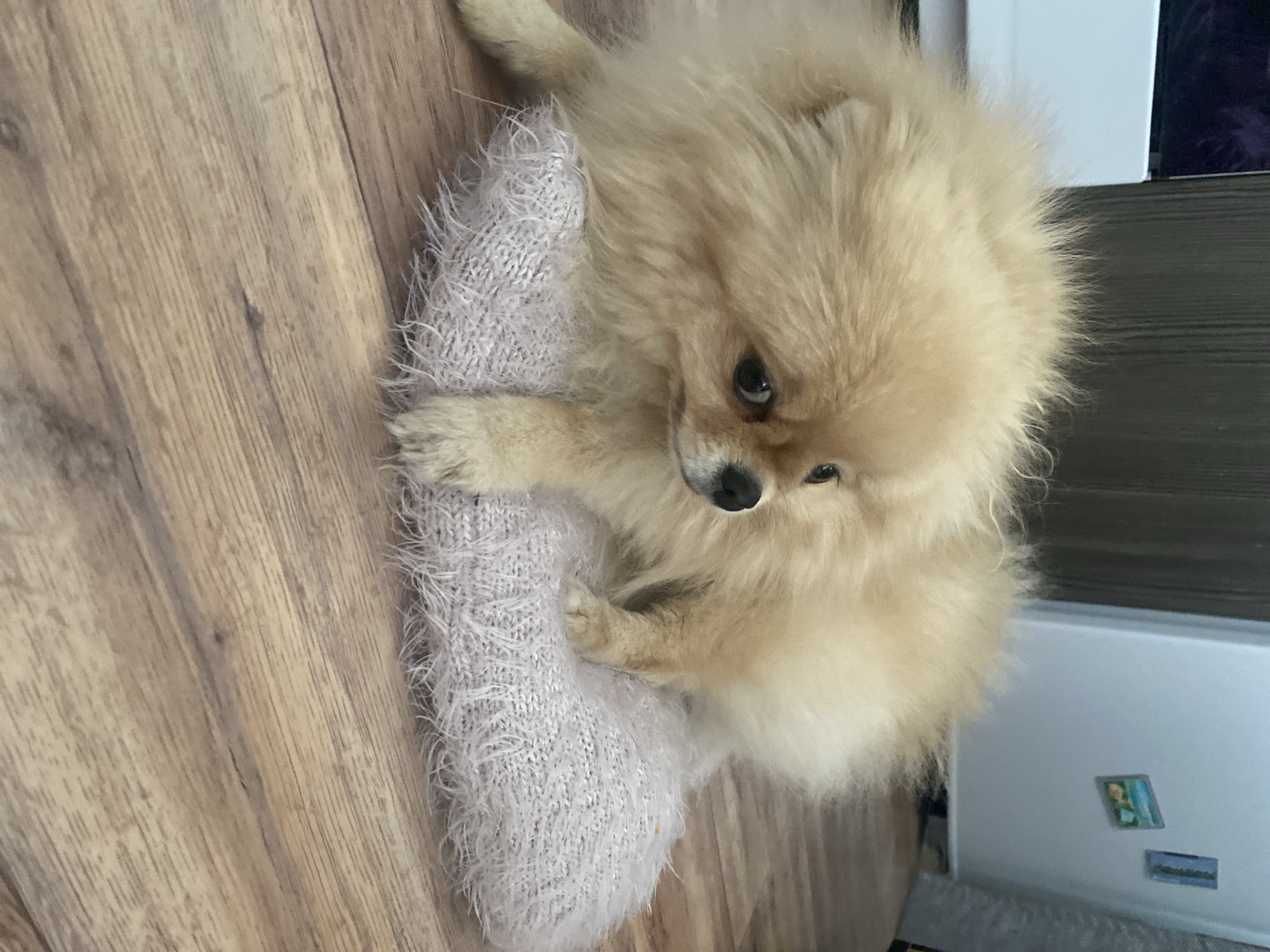 A tan Pomeranian dog lies on a light purple fuzzy sock on a wooden floor. The dog's paws rest on the sock. A refrigerator is partially visible in the background.