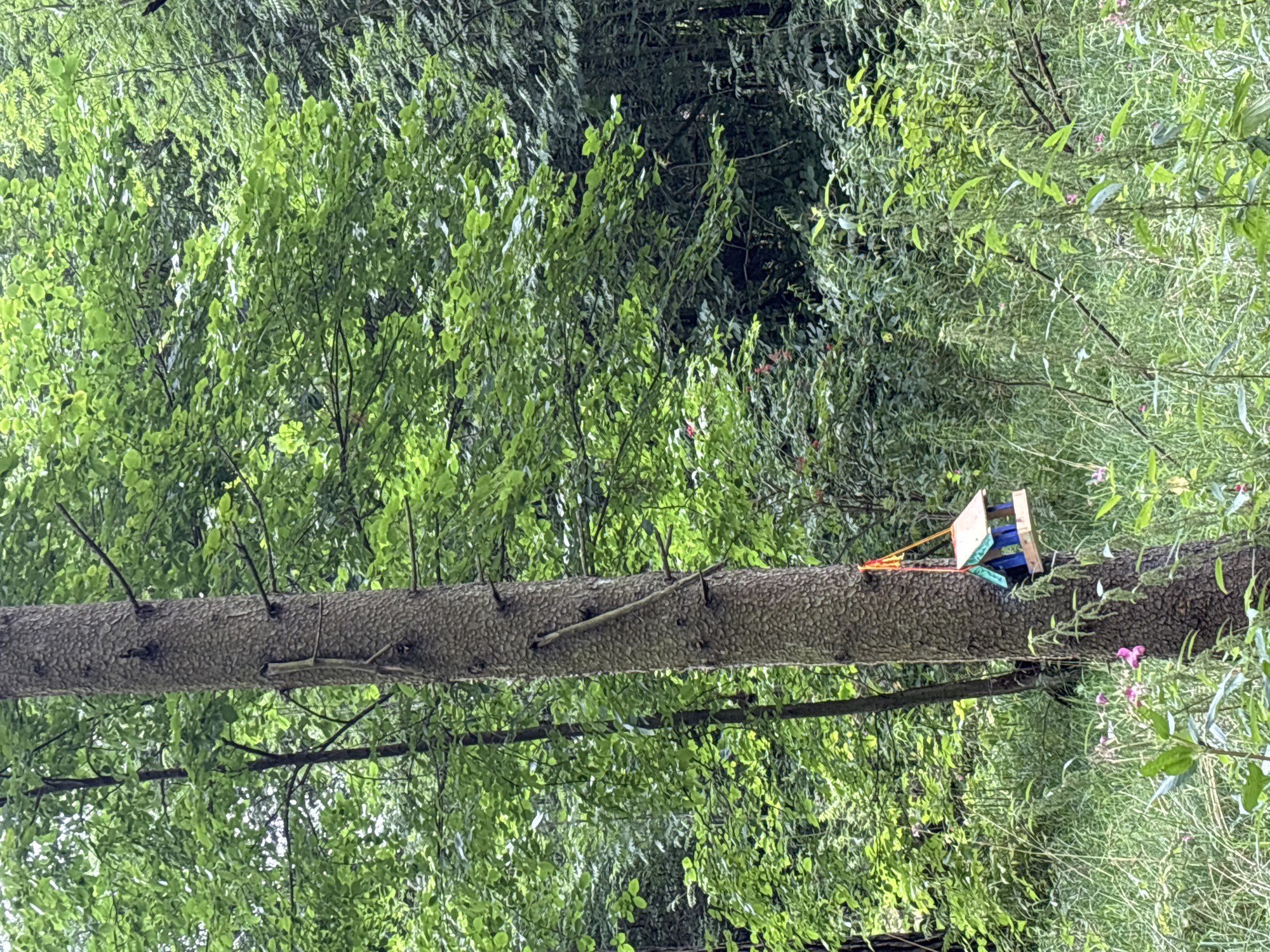 In a wooded area within the city of Pavlovskaya Sloboda, Russia, a bird feeder hangs from the trunk of a mature tree. The feeder, constructed of wood with a blue base and a light-colored roof, is suspended by a red and yellow string. The tree stands amidst lush green foliage, with tall grasses and other plants growing at its base. The surrounding environment is dense with trees and vegetation, creating a natural, verdant scene.