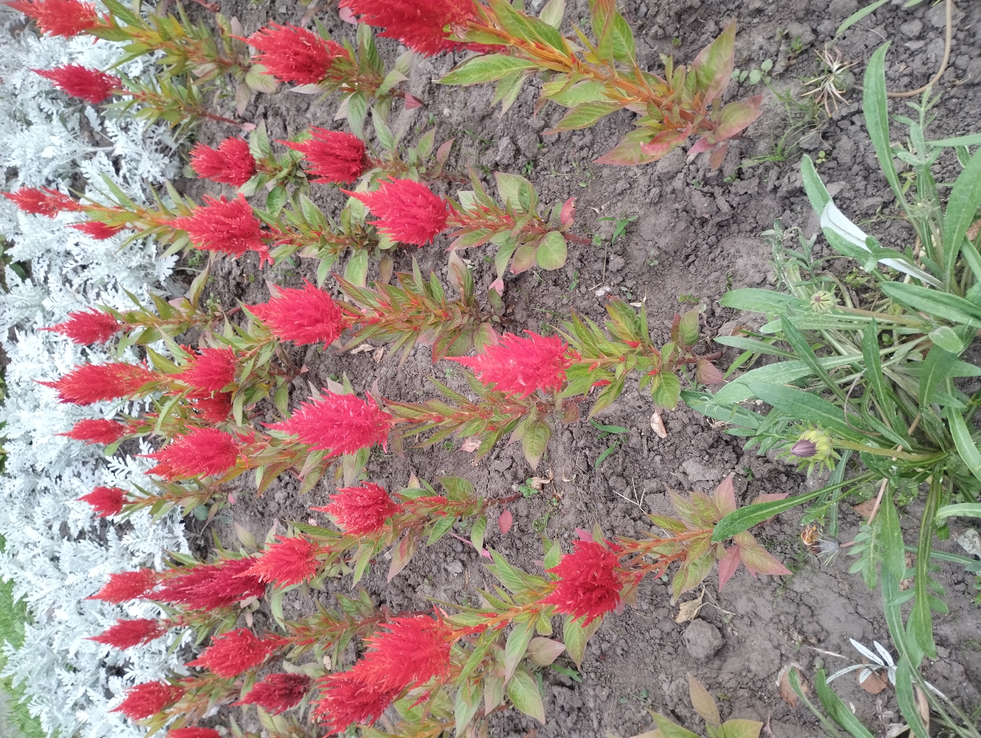 The image depicts a flowerbed with several red celosia flowers in bloom, planted in dark soil. The celosia flowers have a feathery, plume-like appearance. In the background, there are silvery-white plants, possibly dusty miller, forming a contrasting backdrop. The ground is covered with soil and some scattered dry leaves. In the foreground, there are some green leafy plants and a bud. The scene appears to be an outdoor setting, likely a park or garden within the city of Sumy, Ukraine. There are no people visible in the image.