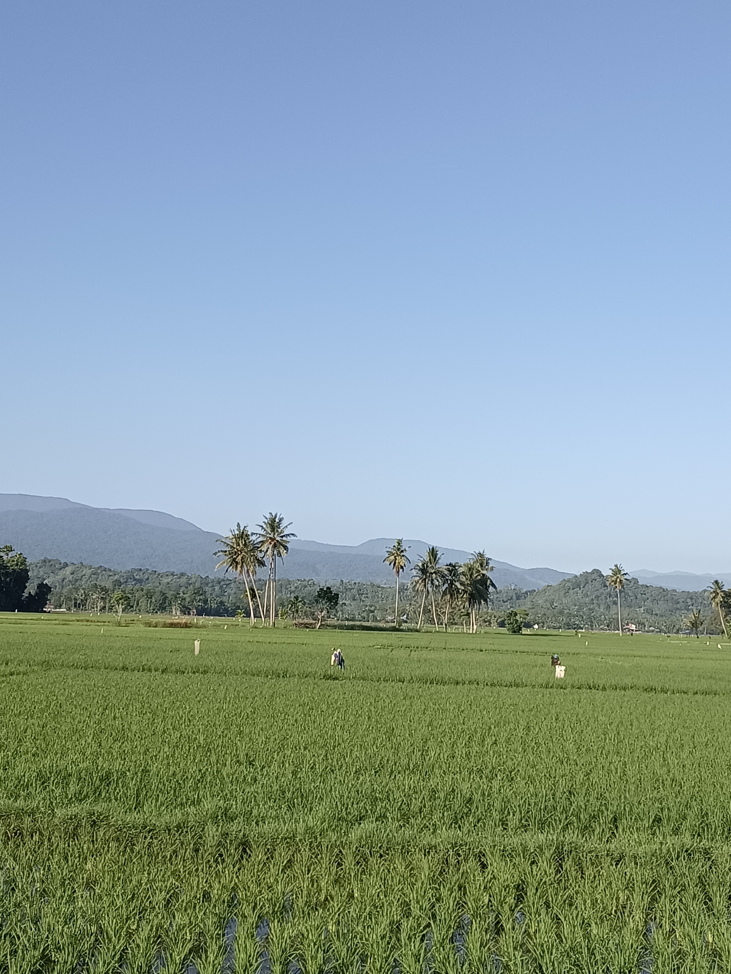 The image depicts a wide, lush green rice paddy field under a clear blue sky in Kampung Jumpa, Indonesia. The foreground is dominated by the densely packed, vibrant green stalks of the rice plants, with some flooded areas visible between the rows. In the middle ground, the field stretches out, dotted with a few white markers or possibly scarecrows. Several palm trees are scattered across the landscape, their fronds reaching towards the sky. A few human figures are visible in the distance, seemingly engaged in agricultural work within the paddy. The background features rolling hills covered in dense green vegetation, leading to a range of hazy, layered mountains that fade into the horizon. The overall scene conveys a tranquil, rural agricultural setting bathed in bright, natural light.