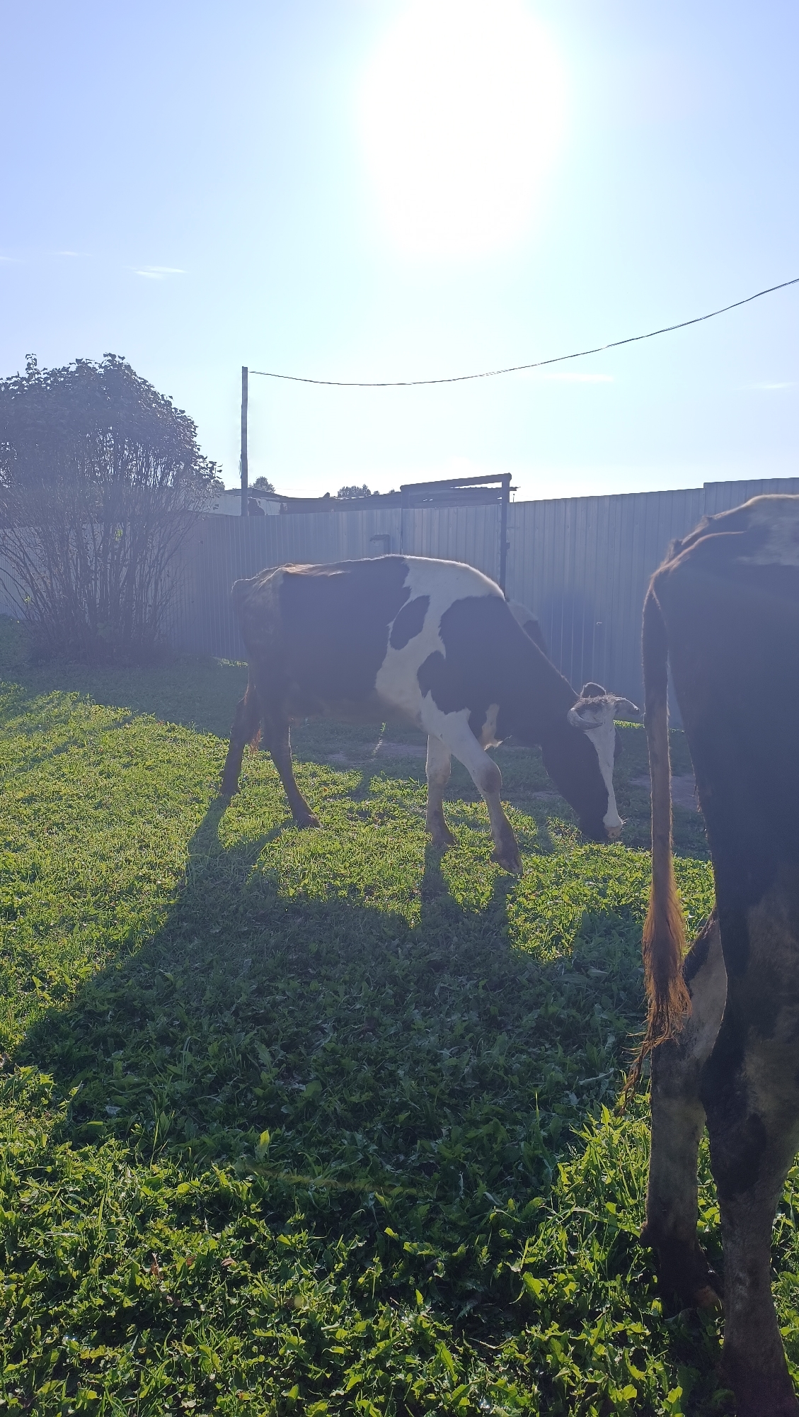 The image depicts an outdoor scene with two cows grazing in a grassy area under a bright, clear sky. The sun is prominently visible, casting long shadows across the ground. In the background, there is a metal fence and some vegetation, including a large bush. The overall impression is of a rural or semi-rural setting. The image does not provide any specific details that would allow for a precise location within the city of Karsha, Russia.