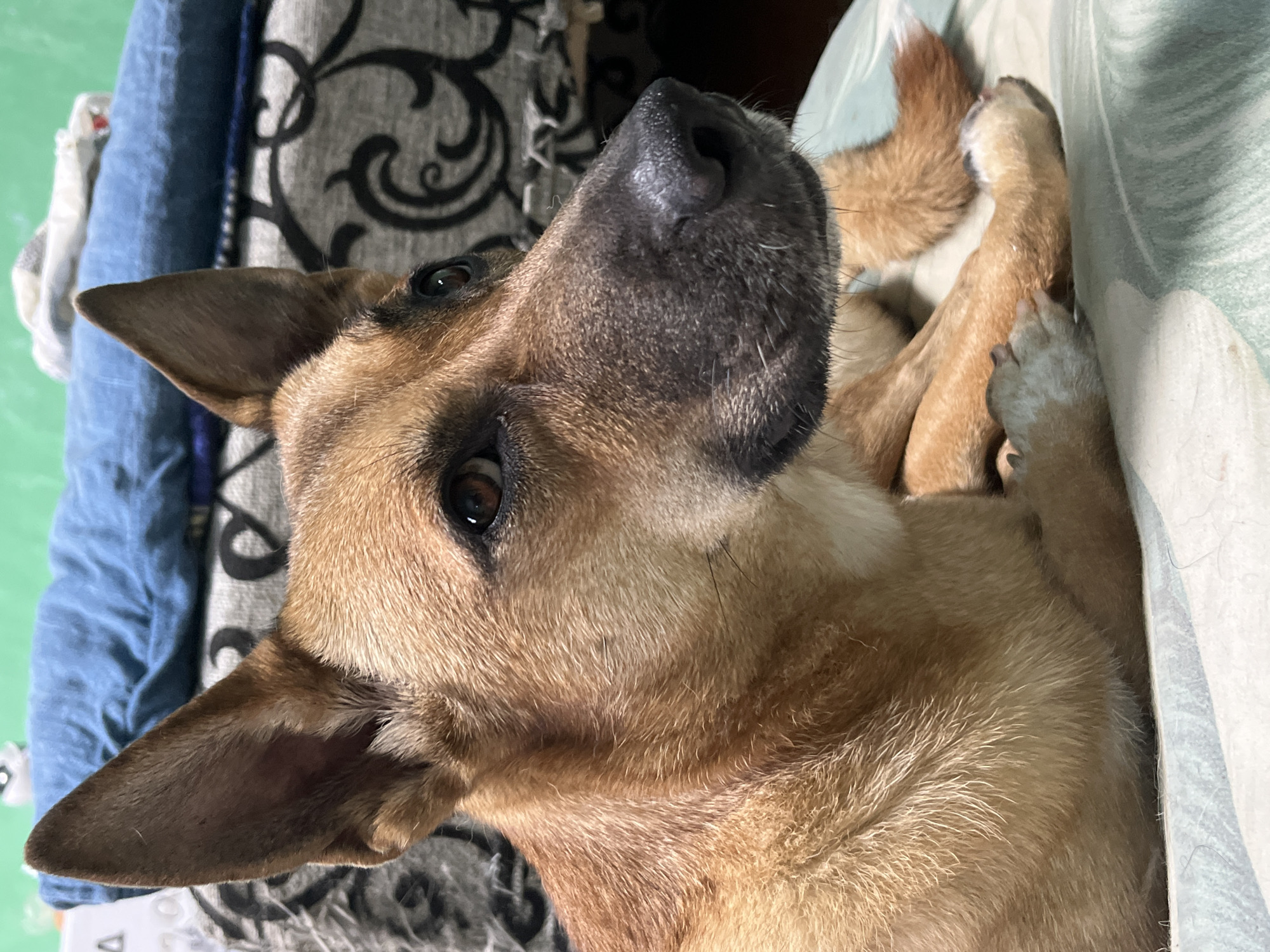 The image shows a close-up, profile view of a light brown dog with dark markings around its nose and ears, lying down on a patterned surface. The dog is looking to the right of the frame. In the background, there are folded blue and gray fabrics, possibly blankets or clothing, on a surface. The overall lighting suggests an indoor setting. The image does not provide any information about its location in Nizhny Tagil, Russia.
