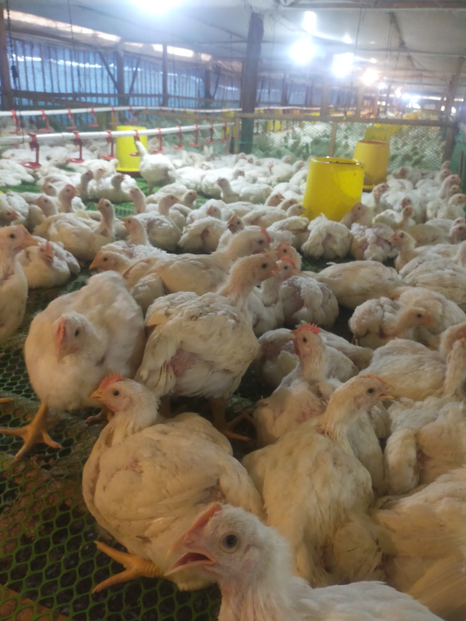 A flock of white chickens, likely broiler chickens, are housed indoors on a green net floor. The chickens are densely packed and appear to be of various sizes, indicating a mixed age group. Some chickens are standing, while others are resting. In the background, yellow feeders are visible, and artificial lights illuminate the enclosed space, suggesting it is a poultry farm. The location is identified as Sumingkir, Indonesia.