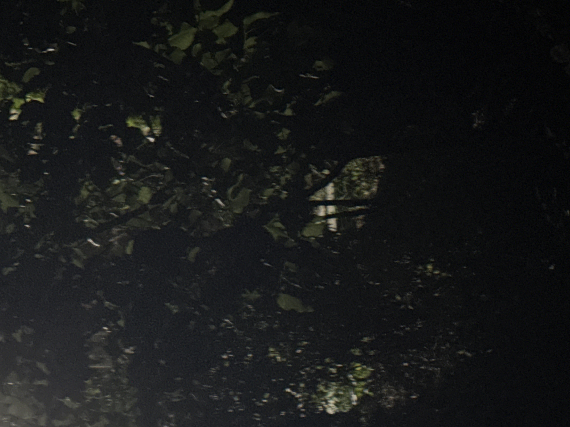 The image depicts a dense, dark canopy of foliage, primarily leaves and branches of trees. The lighting is dim, suggesting it could be dusk, dawn, or a heavily shaded area. There is a faint suggestion of a man-made structure or object visible through a gap in the foliage in the background, appearing as a lighter, slightly reflective surface. The overall impression is one of natural overgrowth with a hint of something artificial obscured within. The location in Vostok, Kyrgyzstan, is not discernible from the visual information provided.