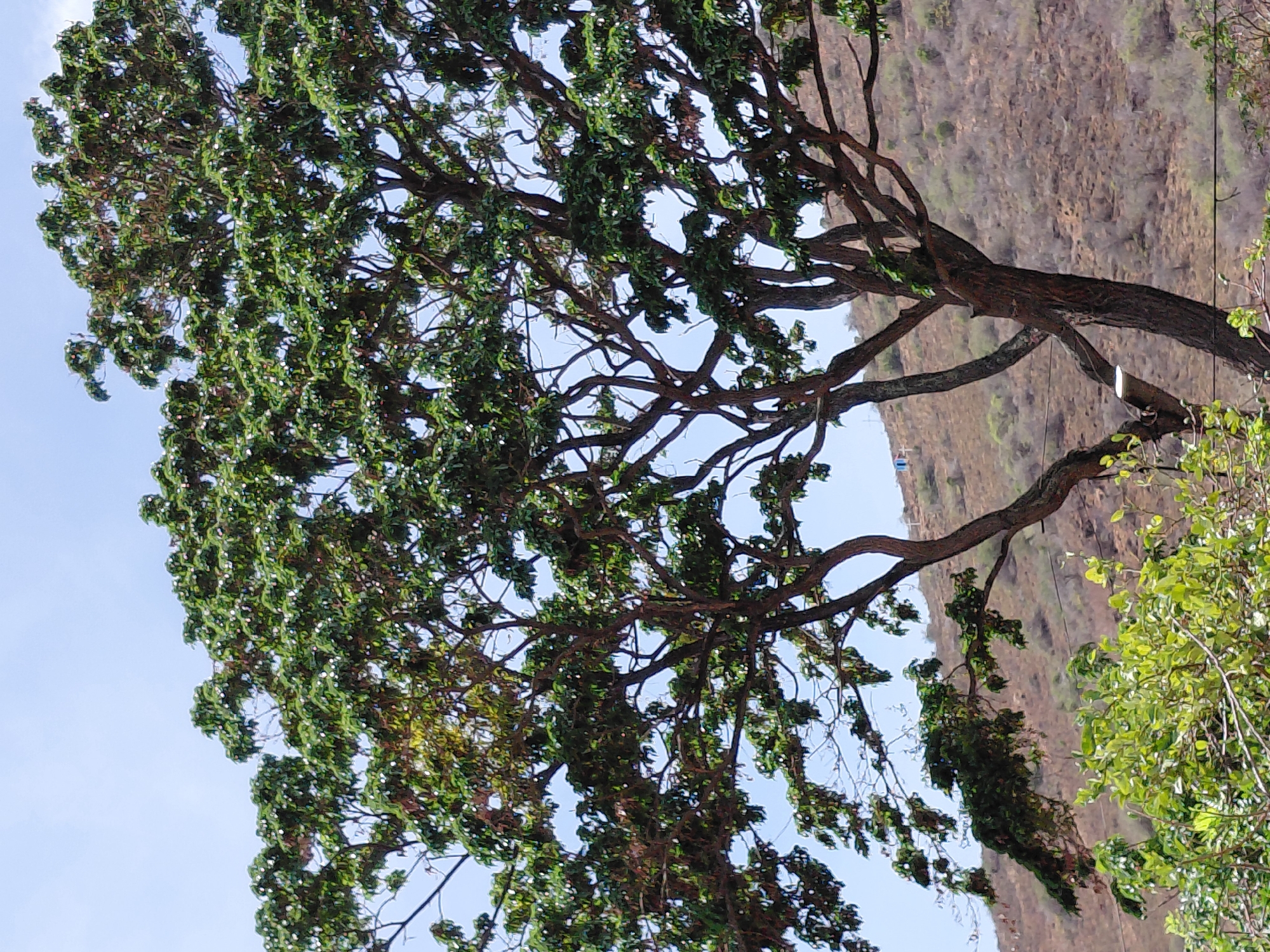 The image displays a large, multi-trunked tree with dense green foliage, prominently positioned in the foreground and midground against a clear, light blue sky and a barren hillside. The tree's canopy exhibits variations in green, with some lighter patches and scattered small, white, possibly floral or fruiting elements. Its dark brown trunks and numerous branches are visible through the leaves. In the upper left and through gaps in the foliage, the light blue sky is visible. To the right and behind the tree, a dry, reddish-brown hillside covered with sparse, scrubby vegetation and visible erosion patterns extends upwards. A small, light-blue structure is faintly discernible on the distant slope of the hill. In the lower left foreground, additional lighter green shrubbery is present. Horizontal lines, consistent with utility wires, traverse the midground, with a small, reflective white object attached to one line near the lower portion of the tree's trunk. No individuals are present. The scene is located in Santa Ana, Venezuela.