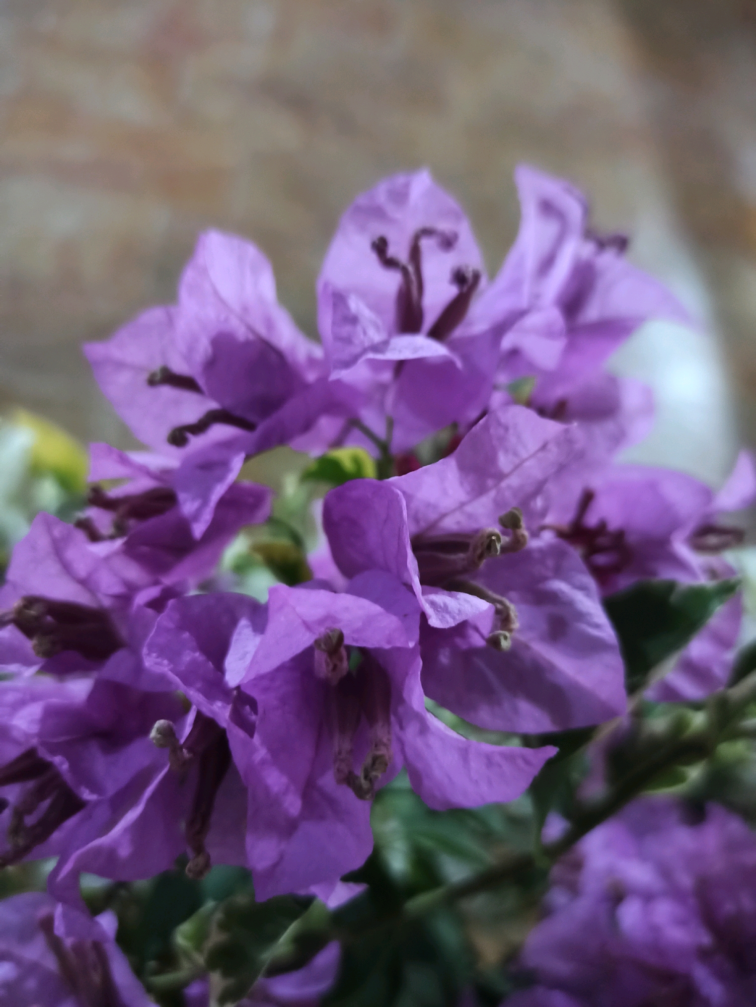 A close-up shot captures a cluster of vibrant purple bougainvillea flowers against a softly blurred background. The delicate petals are tinged with deeper purple veins and tipped with small, brown stamen. Some of the petals are curled and slightly creased, adding a textured feel to the composition. A hint of green foliage is visible beneath the blossoms. The background appears to be a wall with a mottled, light brown and grey texture, suggesting an indoor setting or a sheltered outdoor area. No people are present in the image. The lighting is soft and diffused, highlighting the intricate details of the flowers without harsh shadows. The scene is devoid of any specific landmarks or indicators that would pinpoint its location in Brambang Darusalam, Indonesia, or any other city.