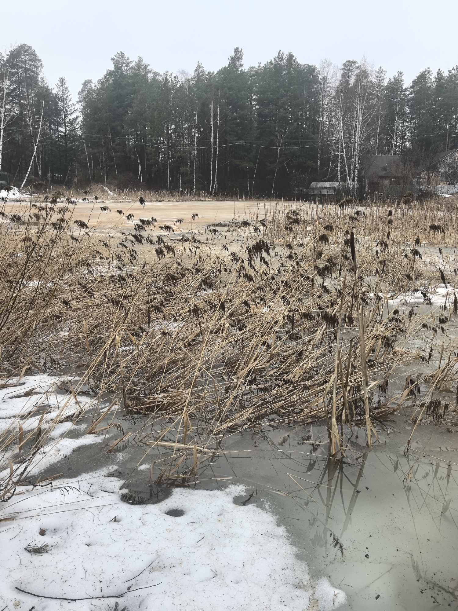 The image depicts a wetland landscape in Noviy, Russia, during the late winter or early spring. The foreground shows a partially frozen body of water with patches of snow and ice. Tall, dry reeds and cattails dominate the immediate view, their reflections visible in the open water. Beyond the reeds, the frozen surface of the wetland extends towards a line of trees consisting of evergreens and birch trees. In the background, a few residential buildings are partially obscured by the trees. The sky is overcast, creating a muted color palette. Two dark figures can be seen on the frozen surface of the wetland in the middle ground.