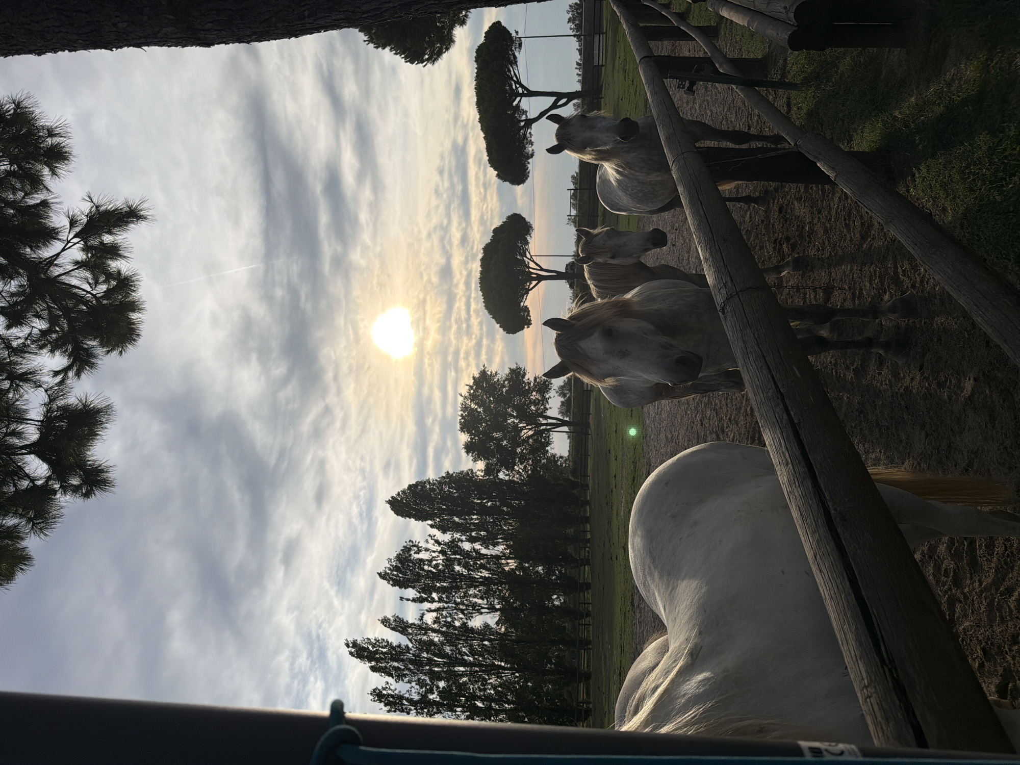 A scene of horses at sunset in Comacchio, Italy. Four white horses are visible, with three in the foreground and one partially obscured on the left. The horses stand in a dirt enclosure bordered by a wooden fence. In the background, a line of tall, slender trees stretches across the horizon, with two umbrella-shaped trees closer to the center. The sky is cloudy, with the sun visible as a bright orb near the horizon, casting a warm glow. The overall impression is one of a serene, pastoral setting at the end of the day.