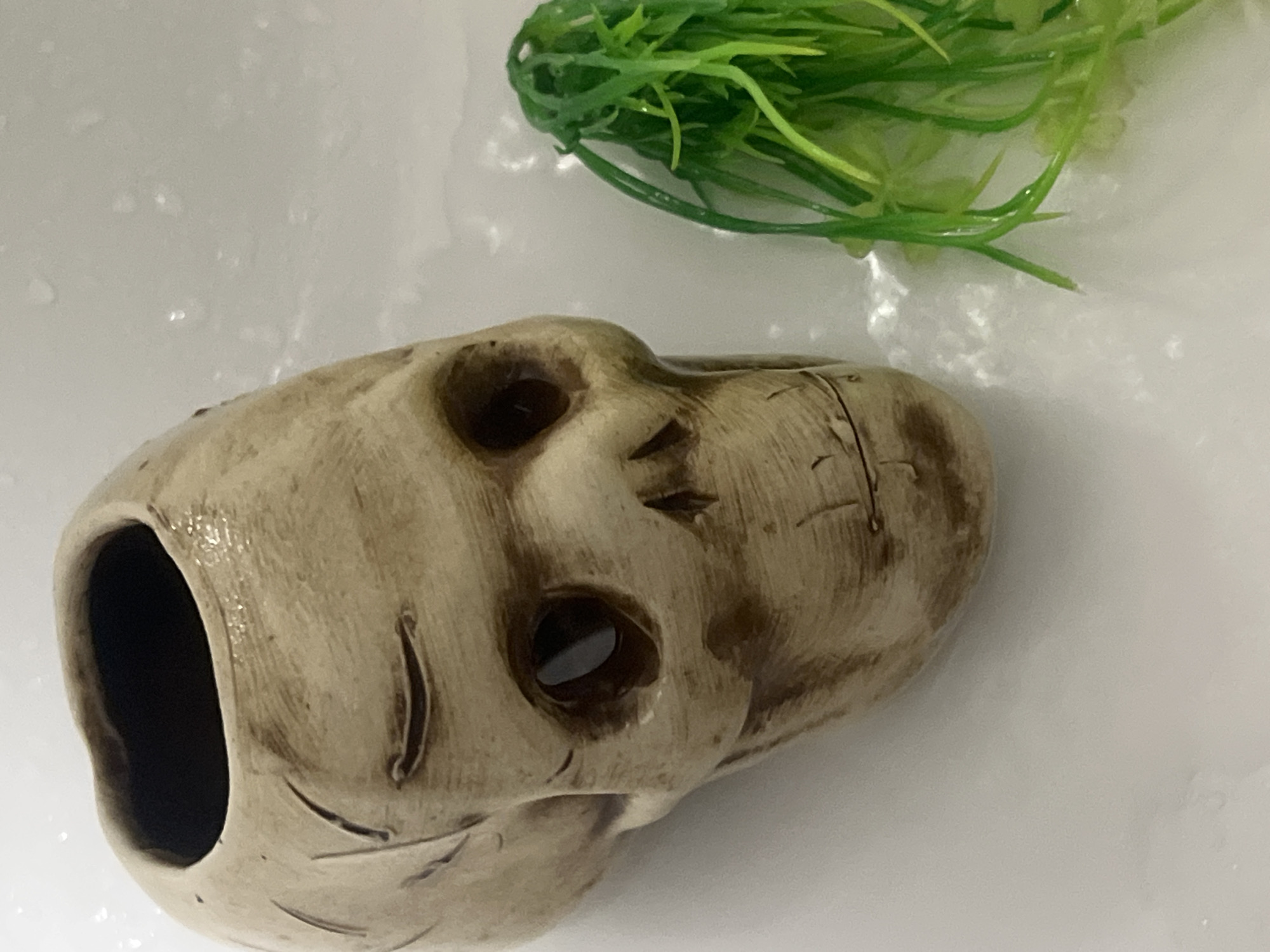 The image shows a close-up, high-angle view of a decorative ceramic skull on a white surface. The skull is light brown with darker brown detailing to accentuate facial features like eye sockets, a nose cavity, and a mouth. The top of the skull is open, suggesting it functions as a container. To the right of the skull, a small cluster of bright green artificial plant material is visible. The white surface appears to be slightly wet, with small water droplets scattered across it. The lighting is bright, casting soft shadows. The image does not provide any information about the location in Sheptytskyi, Ukraine.
