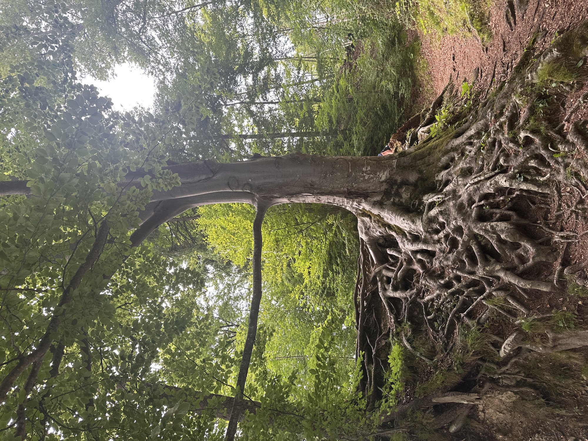 An imposing beech tree with thick, gnarled roots dominates the foreground of this image, which appears to be from the forest near Kufstein, Austria. The tree's trunk is massive and textured, with visible bark and some scarring. Its exposed roots sprawl across the embankment, gripping the soil and creating a complex, natural sculpture. The ground is covered in a mix of soil, fallen leaves, and small patches of moss and grass. A dirt path, also covered in leaves, winds to the right of the tree, disappearing into the dense foliage of the forest. The surrounding environment is lush and green, with the canopy of the beech tree and other trees creating a dappled sunlight effect. The leaves on the trees are vibrant green, suggesting a summer or late spring setting. In the background, the forest continues, with a mix of deciduous and coniferous trees. There is a glimpse of a person's legs wearing blue jeans and black shoes, resting on a root or part of the tree, their back to the camera, positioned in the upper right quadrant of the image. The lighting suggests it is daytime, with sunlight filtering through the leaves.