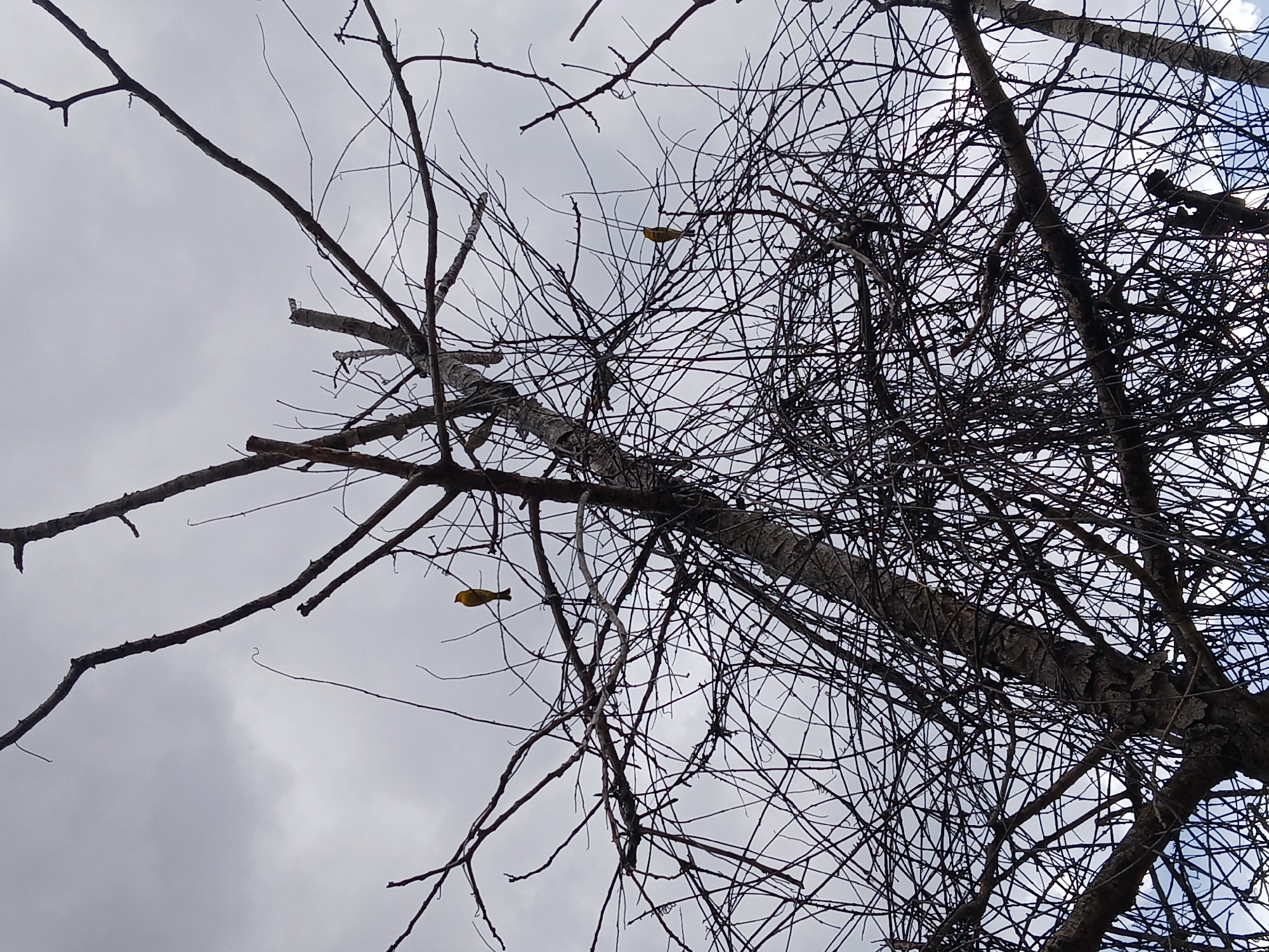 The image shows a view looking up into the branches of a tree with very few leaves. The sky is overcast and gray. Two small yellow birds are visible perched on the branches. The location, Guayana City, Venezuela, is not discernible from the image itself, as there are no identifying landmarks or features.