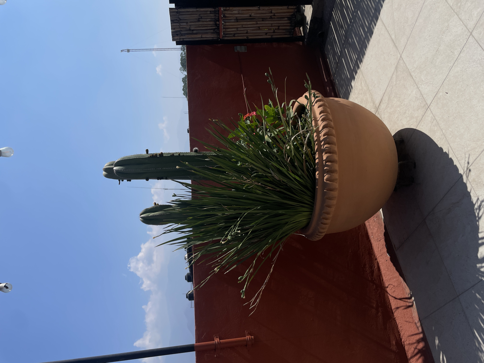 The image depicts a rooftop garden setting, possibly in Oaxaca City, Mexico, given the architectural style and vegetation. A large terracotta pot, filled with greenery and a cactus, sits on the edge of a red-painted rooftop. The pot is rounded with a ridged rim. The greenery consists of long blades of grass and flowering plants. The cactus is tall and segmented, extending upwards towards the blue sky. The rooftop is constructed of square, light-colored tiles. A metal railing is visible along the edge of the roof. In the background, a hazy blue sky with some clouds and distant mountains can be seen. A section of bamboo fencing appears in the upper portion of the image, possibly part of an adjacent structure or enclosure. The lighting is bright and sunny, casting shadows on the tiled surface.