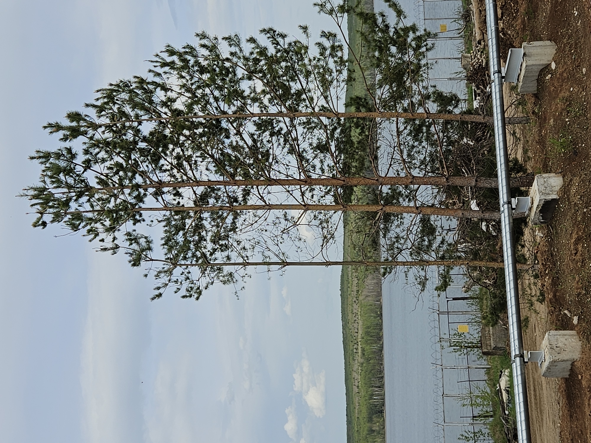 A landscape image shows three tall, slender trees with green foliage on the upper portions of their trunks. The trees stand in a line and appear to be near a shoreline. Beyond the trees and shoreline, a body of water extends towards the horizon. A strip of dense greenery is visible on the far side of the water. A fence and some metal structures are present on the right side of the image. The sky is light blue with patches of white clouds. The location is Chaikovsky, Russia.