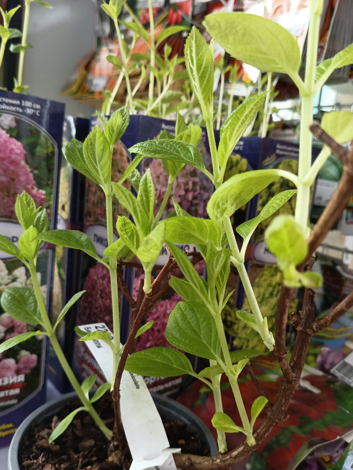 The image shows a close-up of a potted plant with light green leaves and brown stems. The plant is likely a hydrangea, based on the leaves and stems. Behind the plant, there are several seed packets or plant information cards with images of flowering plants. There is text in Russian, including the city name "Фоки." The setting appears to be a garden center or plant nursery, possibly in Foky, Russia. The focus is on the plant in the pot, with the background elements providing context.